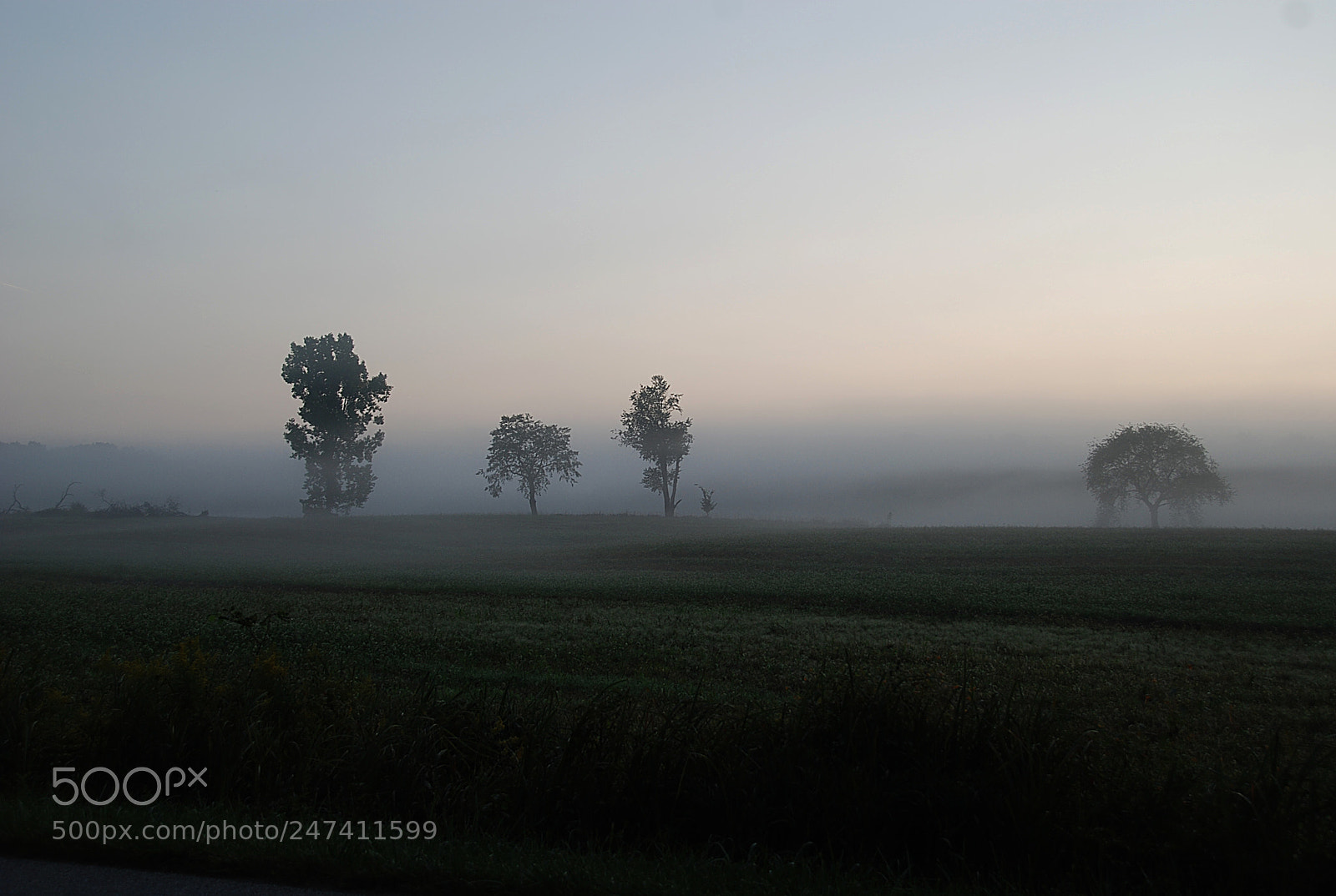 Nikon D80 sample photo. Morning fog photography