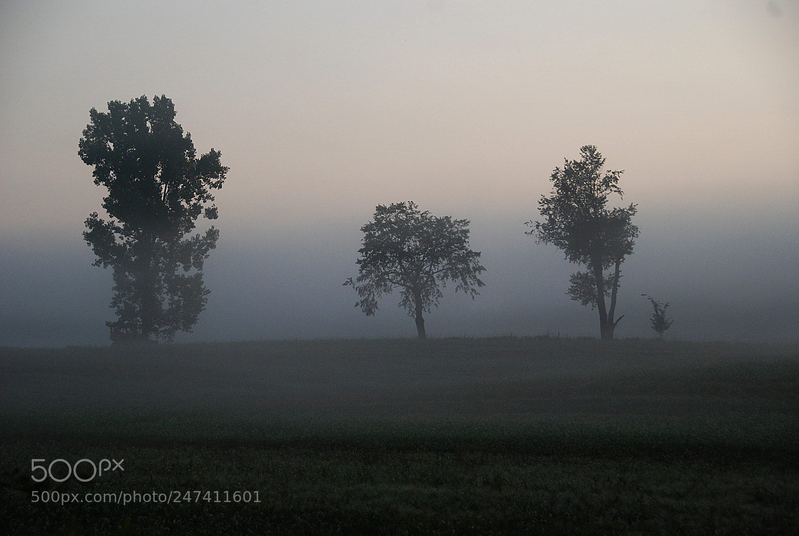 Nikon D80 sample photo. Morning fog photography