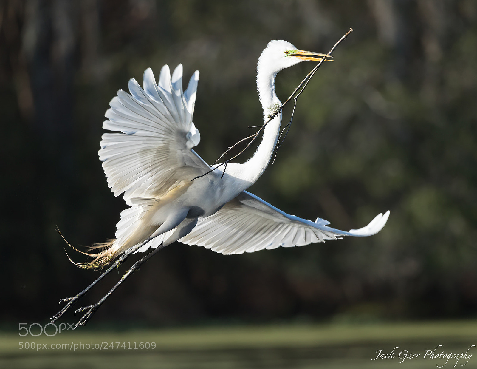 Canon EOS-1D X Mark II sample photo. Great white egret flying photography