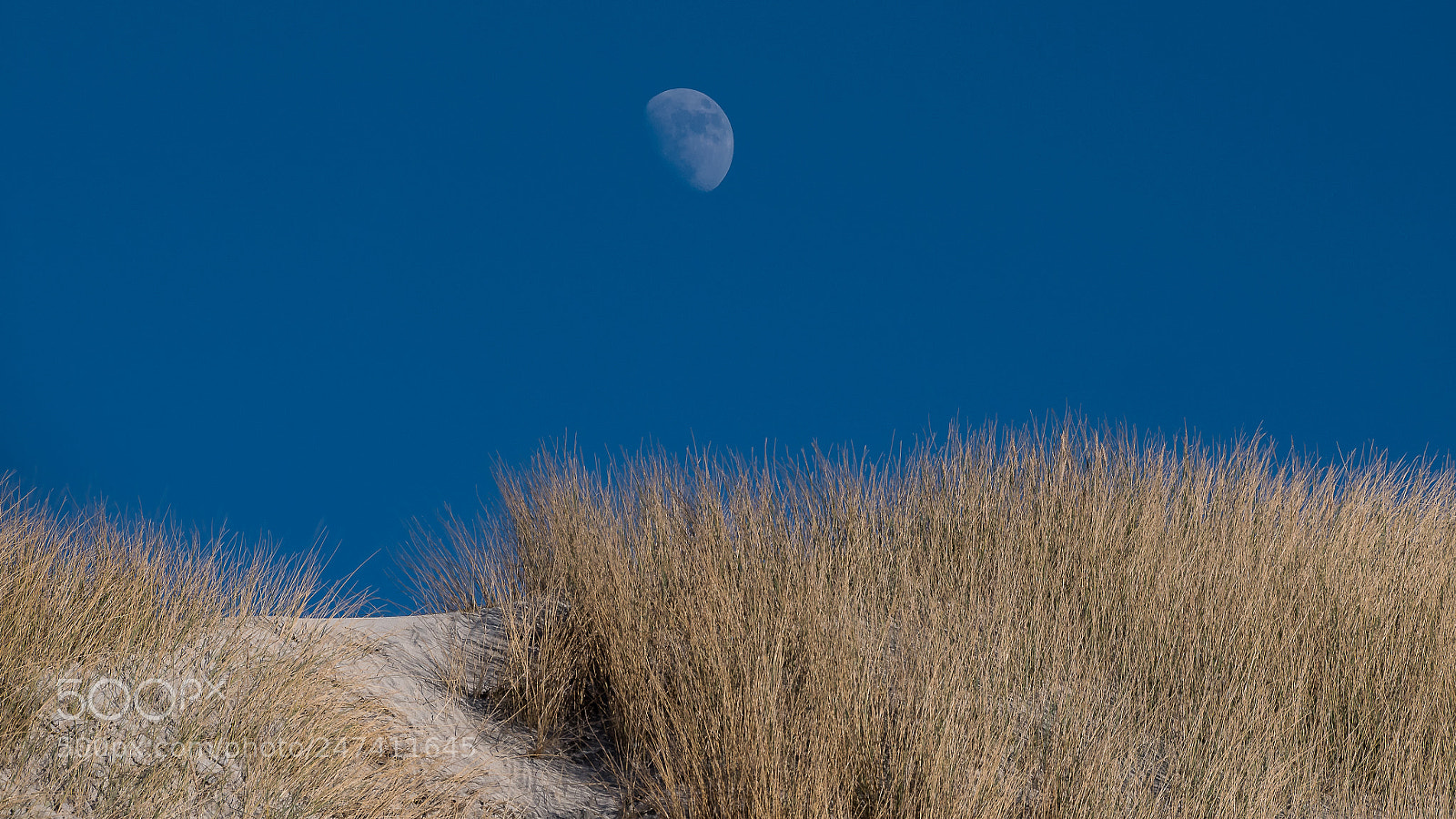 Panasonic Lumix DC-G9 sample photo. Marram grass moon photography