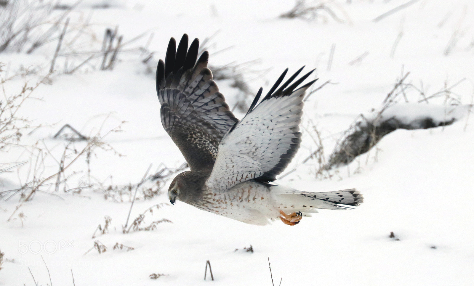 Canon EOS 80D sample photo. Northern harrier photography