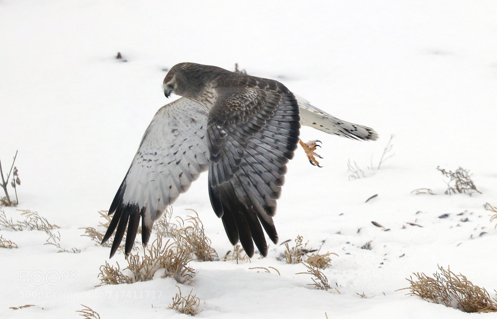 Canon EOS 80D sample photo. Northern harrier photography