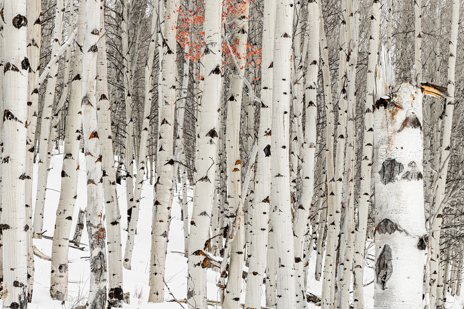 Nikon D850 sample photo. Fishhook stand of aspen photography