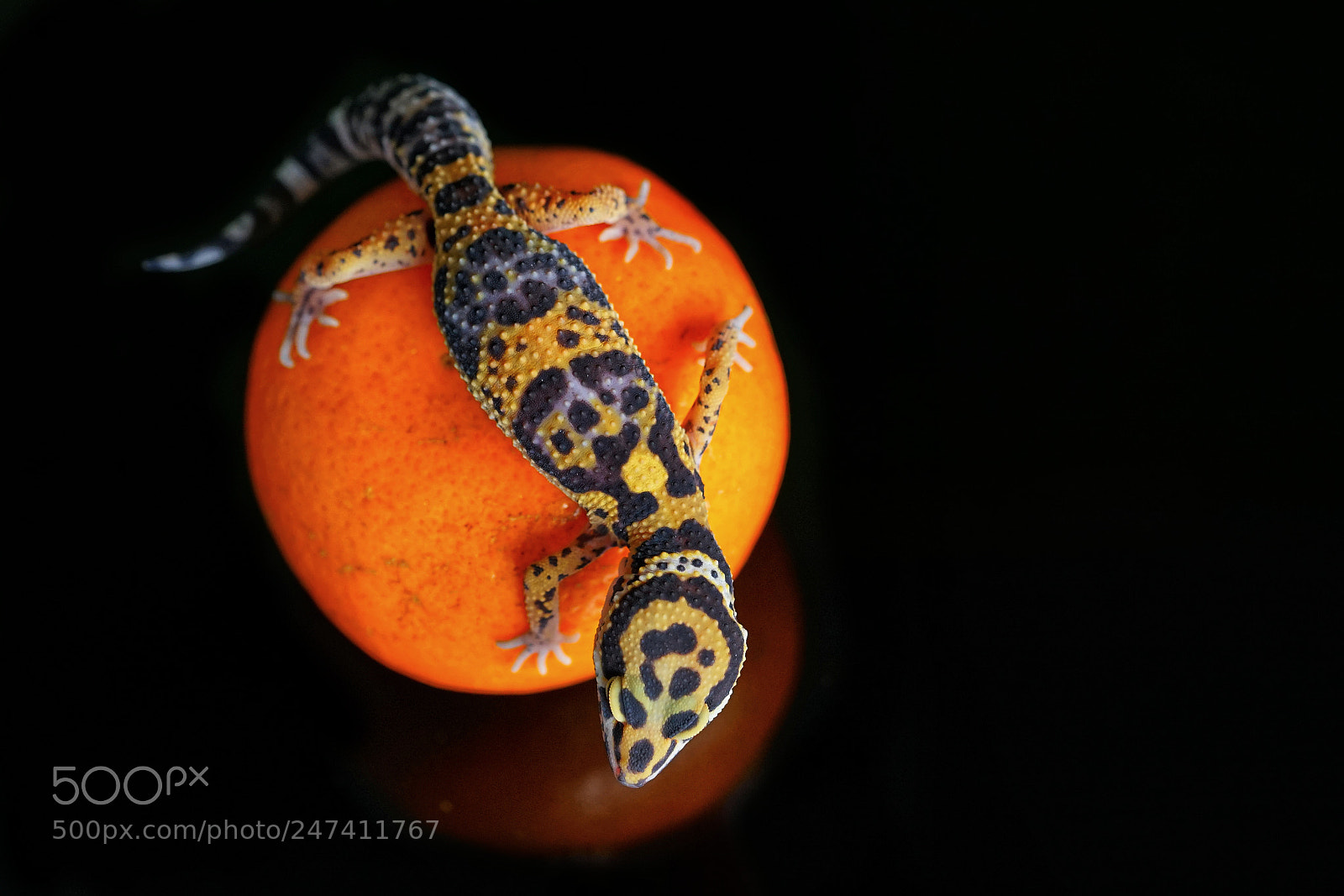 Sony a7 sample photo. Geckorange photography