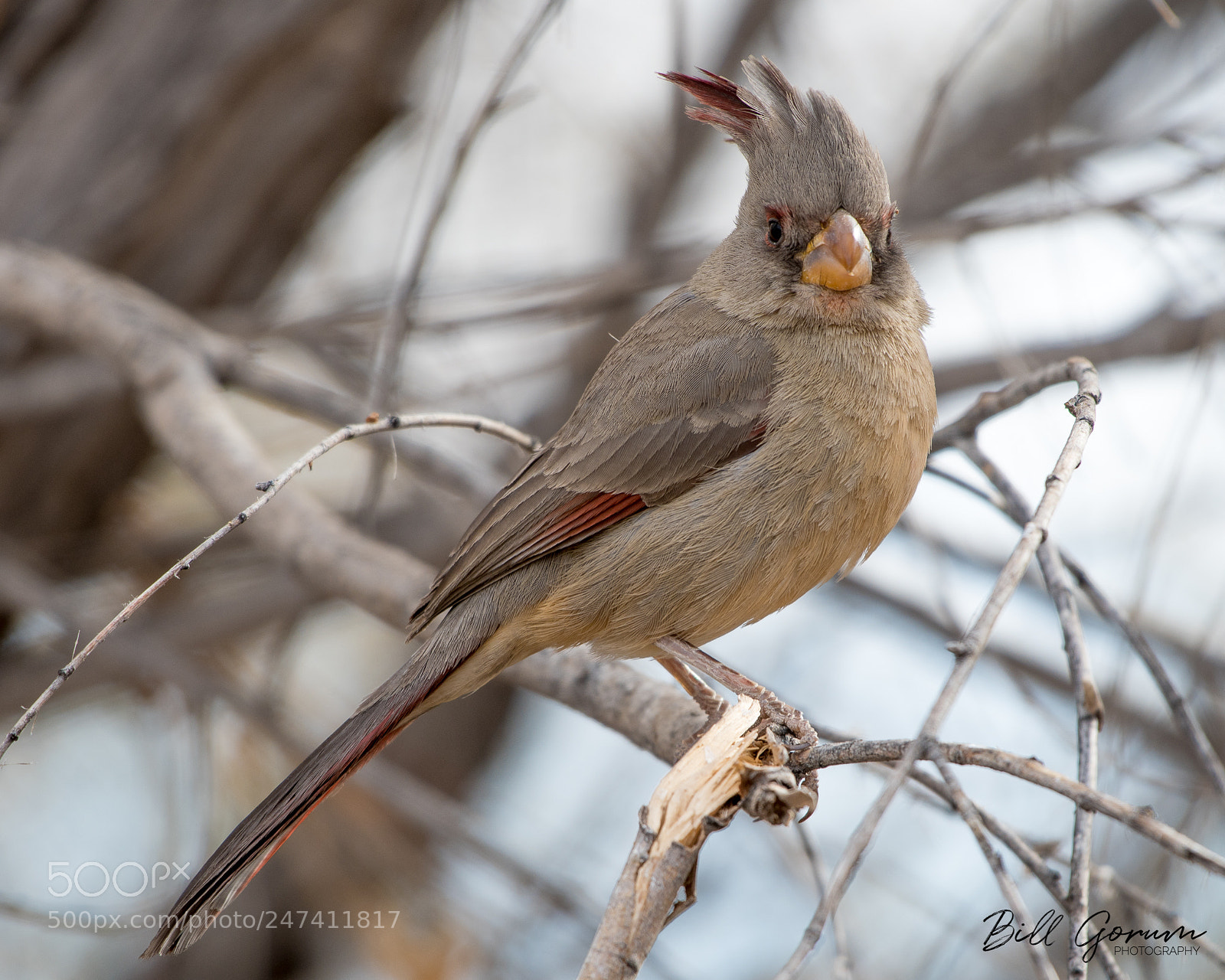 Nikon D500 sample photo. Pyrrhuloxia photography