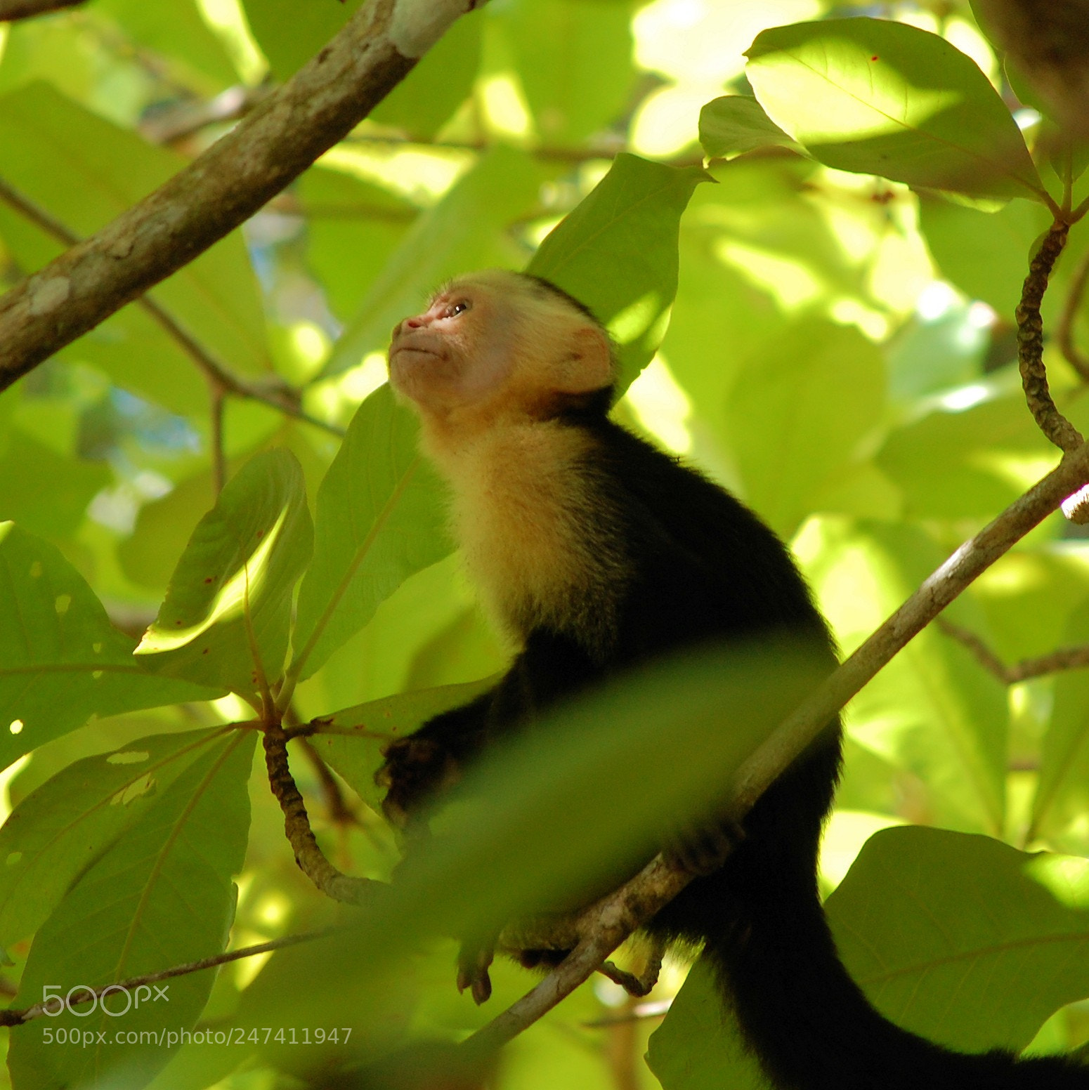 Nikon D40 sample photo. Costarica mono monkey capuchin photography
