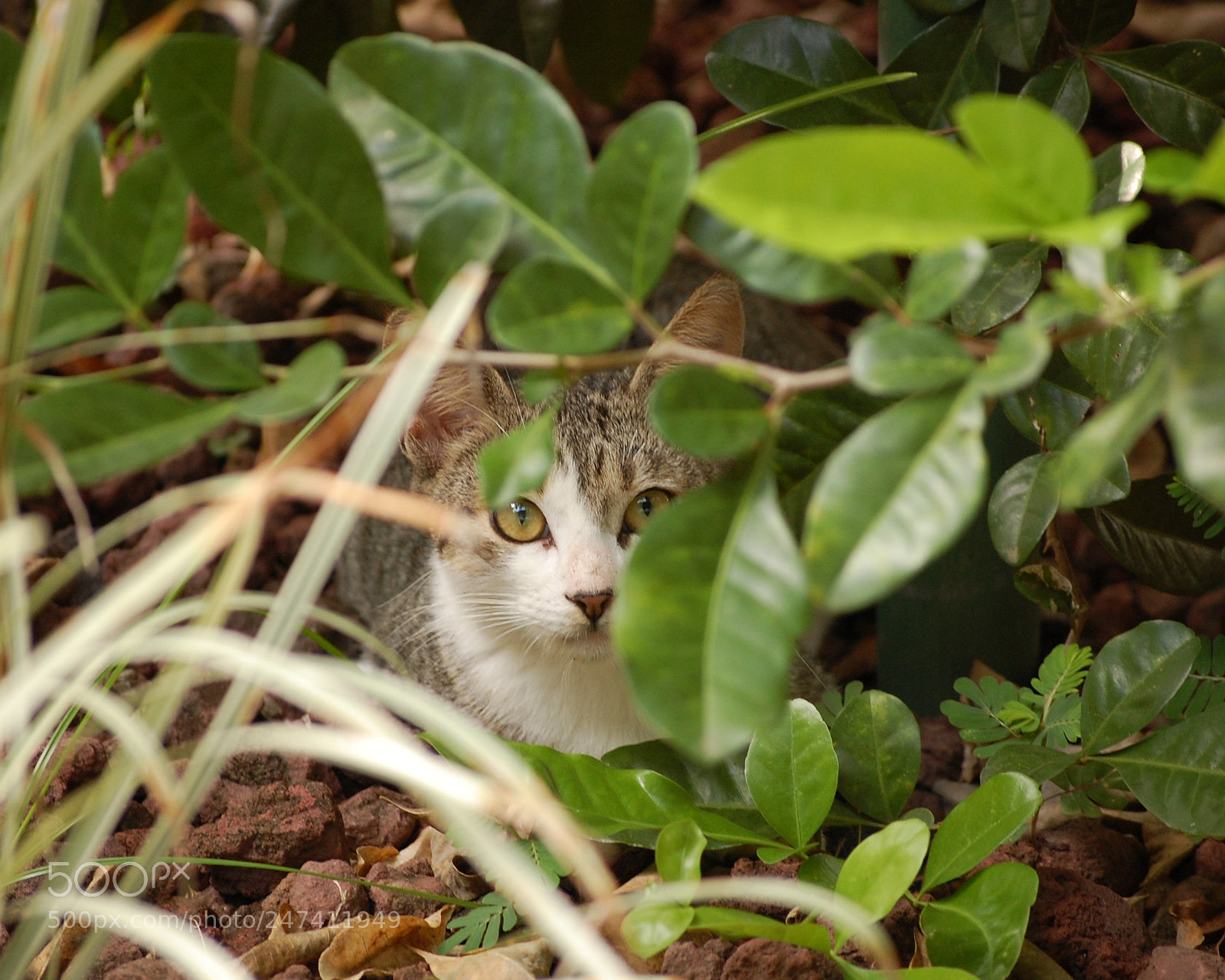 Nikon D40 sample photo. Costaricat photography