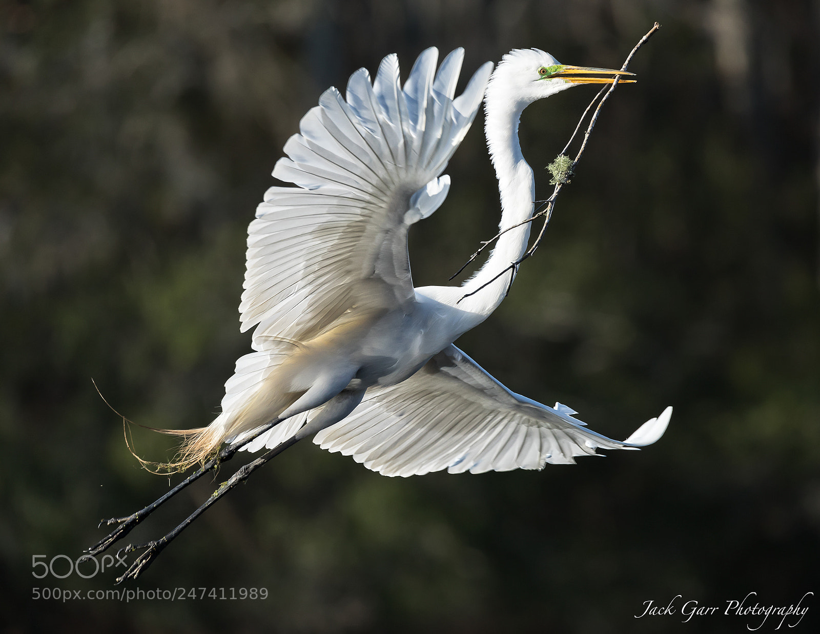 Canon EOS-1D X Mark II sample photo. Great white egret flight photography