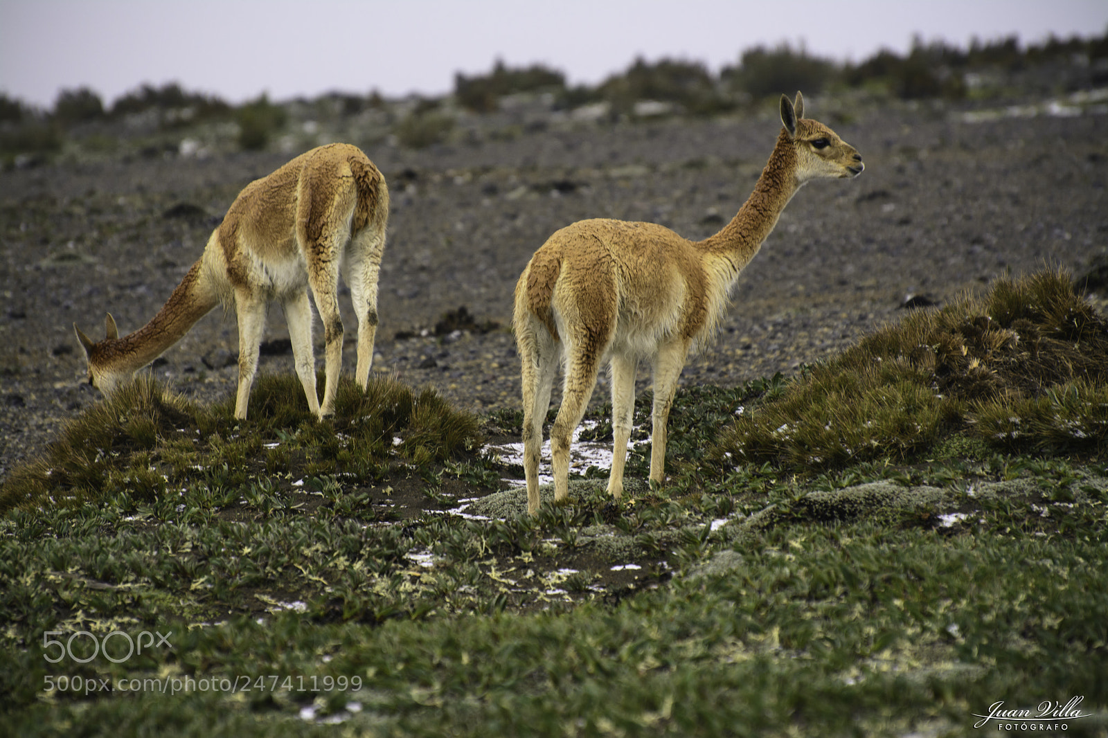 Nikon D7100 sample photo. Vicuñas del chimborazo photography