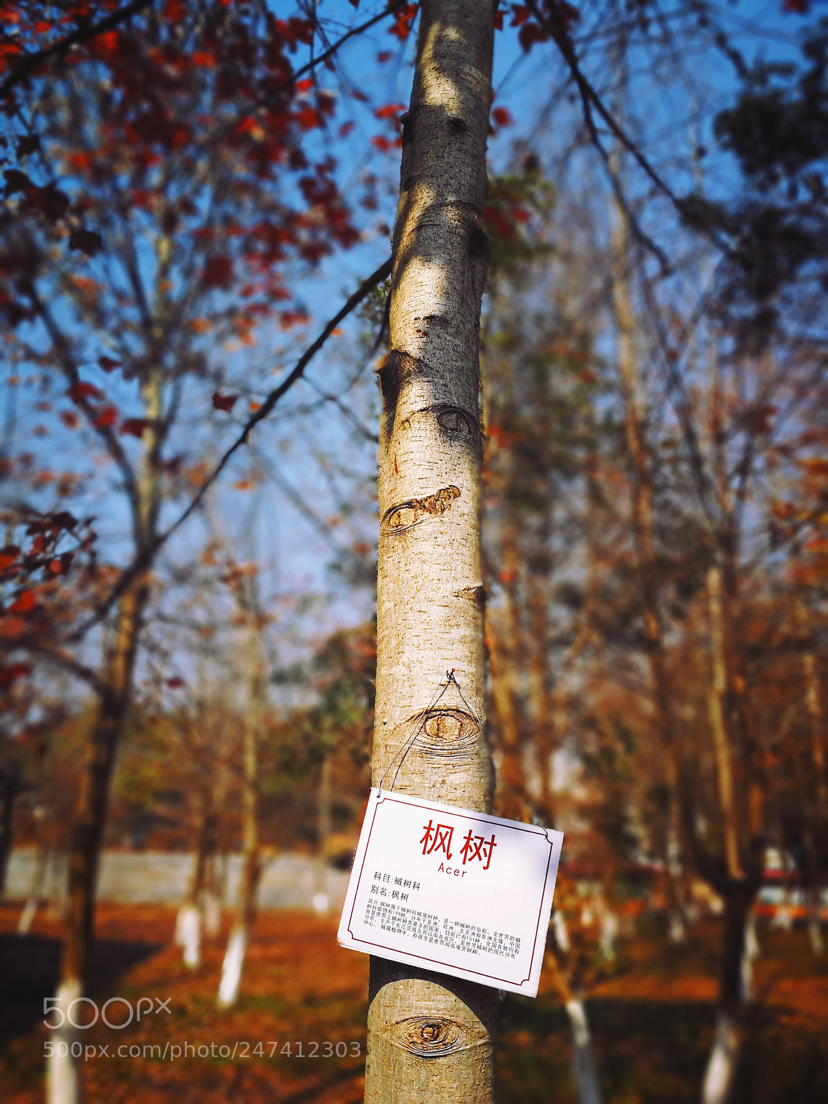 HUAWEI P10 sample photo. Eyes of maple tree photography
