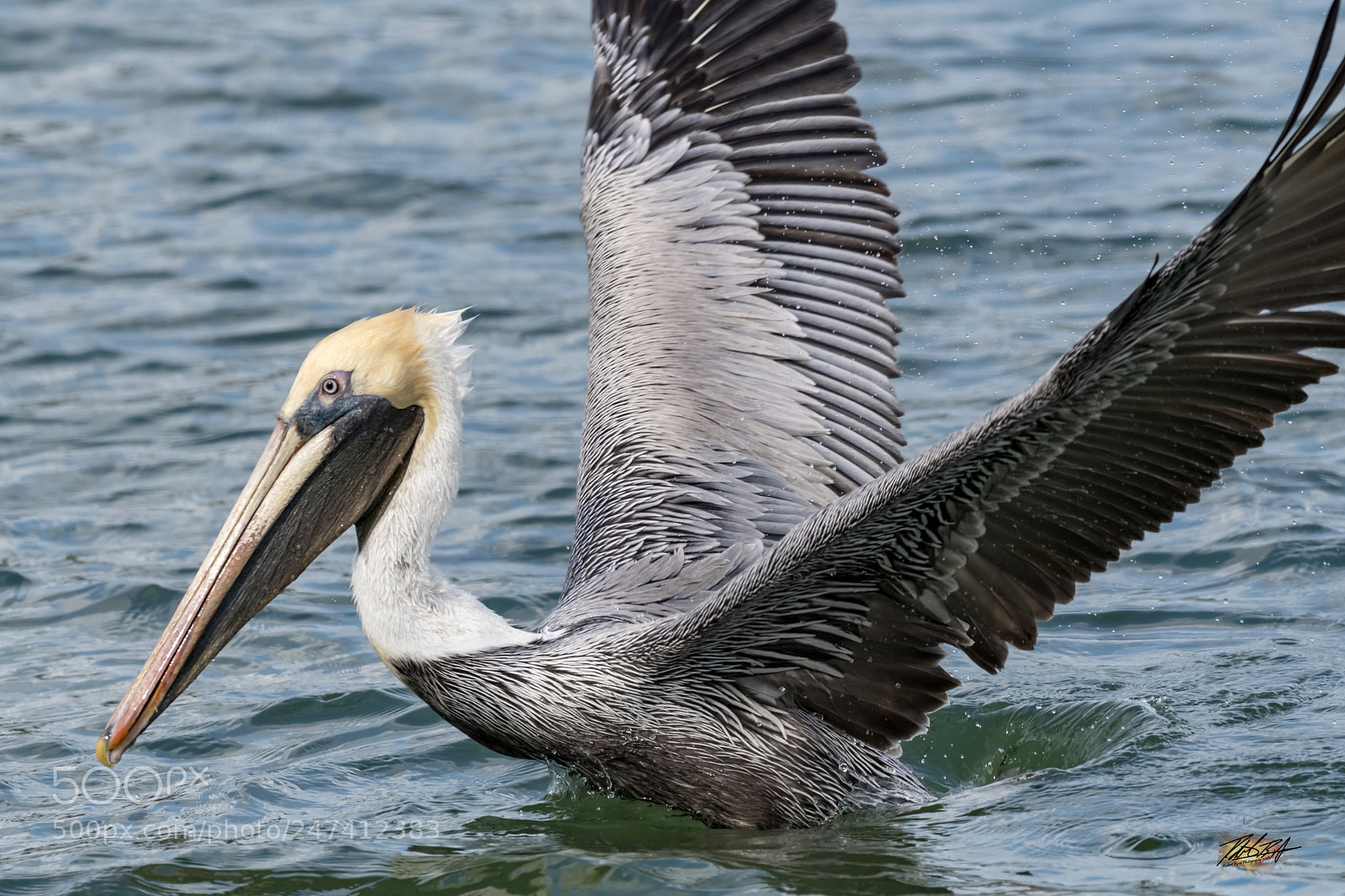 Nikon D500 sample photo. Pelican takeoff photography