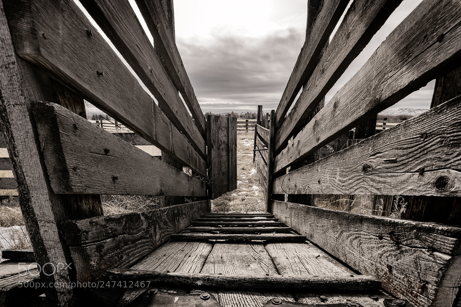 Nikon D850 sample photo. Ramp of a cattle photography
