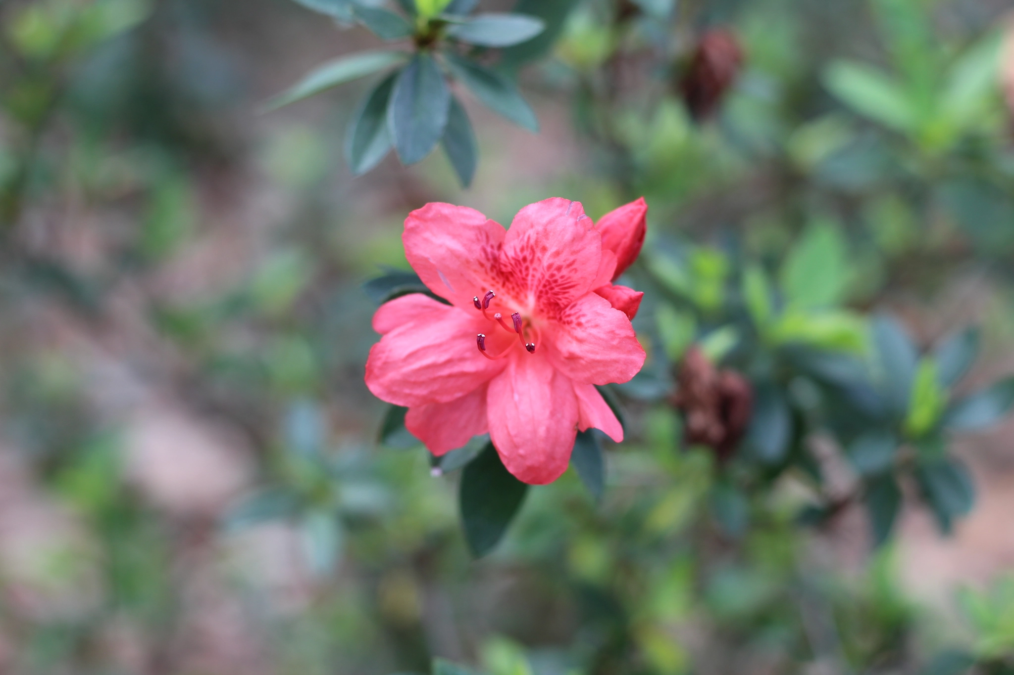 Canon EOS 1300D (EOS Rebel T6 / EOS Kiss X80) sample photo. Bok tower garden photography