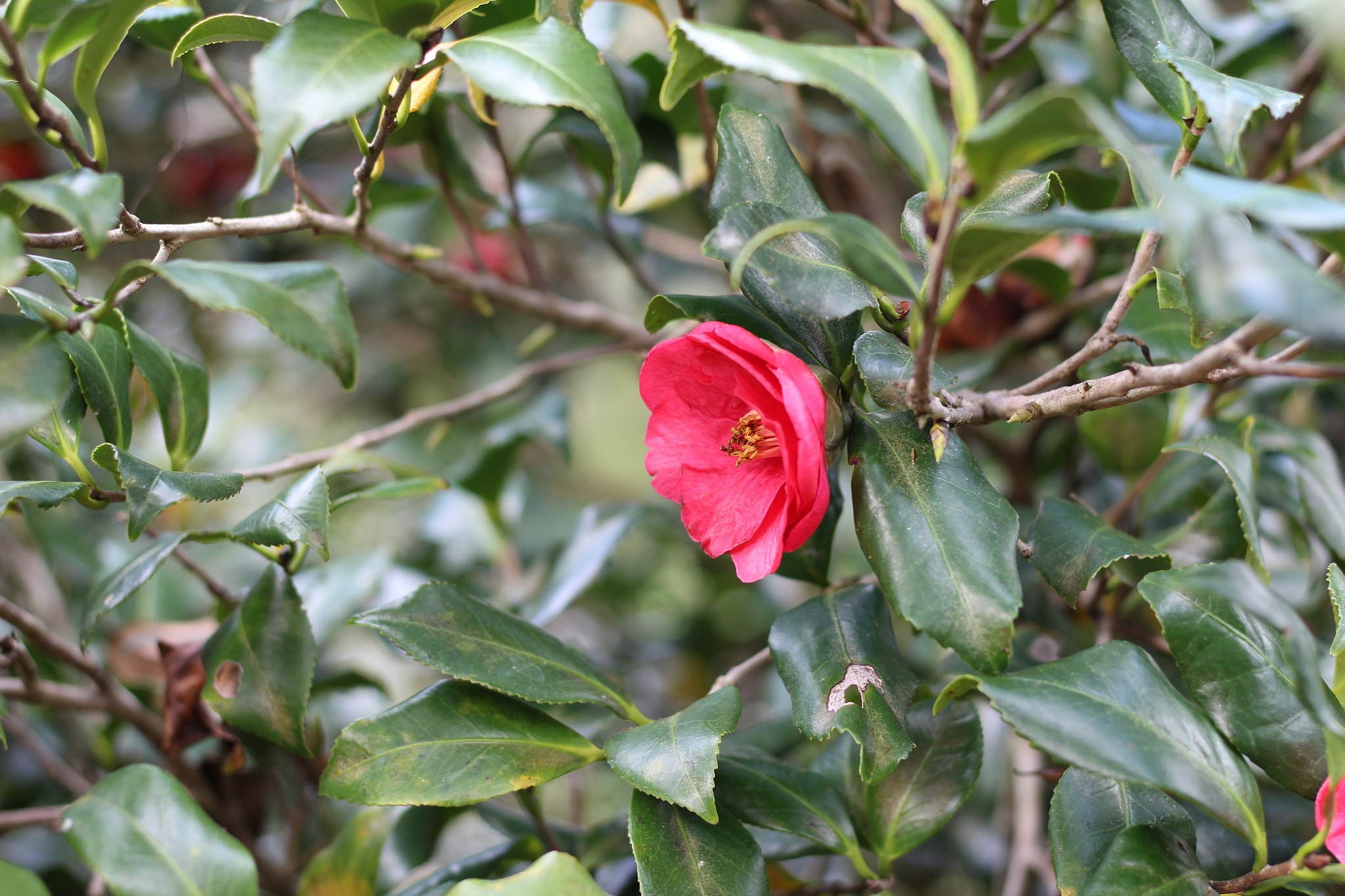 Canon EOS 1300D (EOS Rebel T6 / EOS Kiss X80) sample photo. Bok tower garden photography