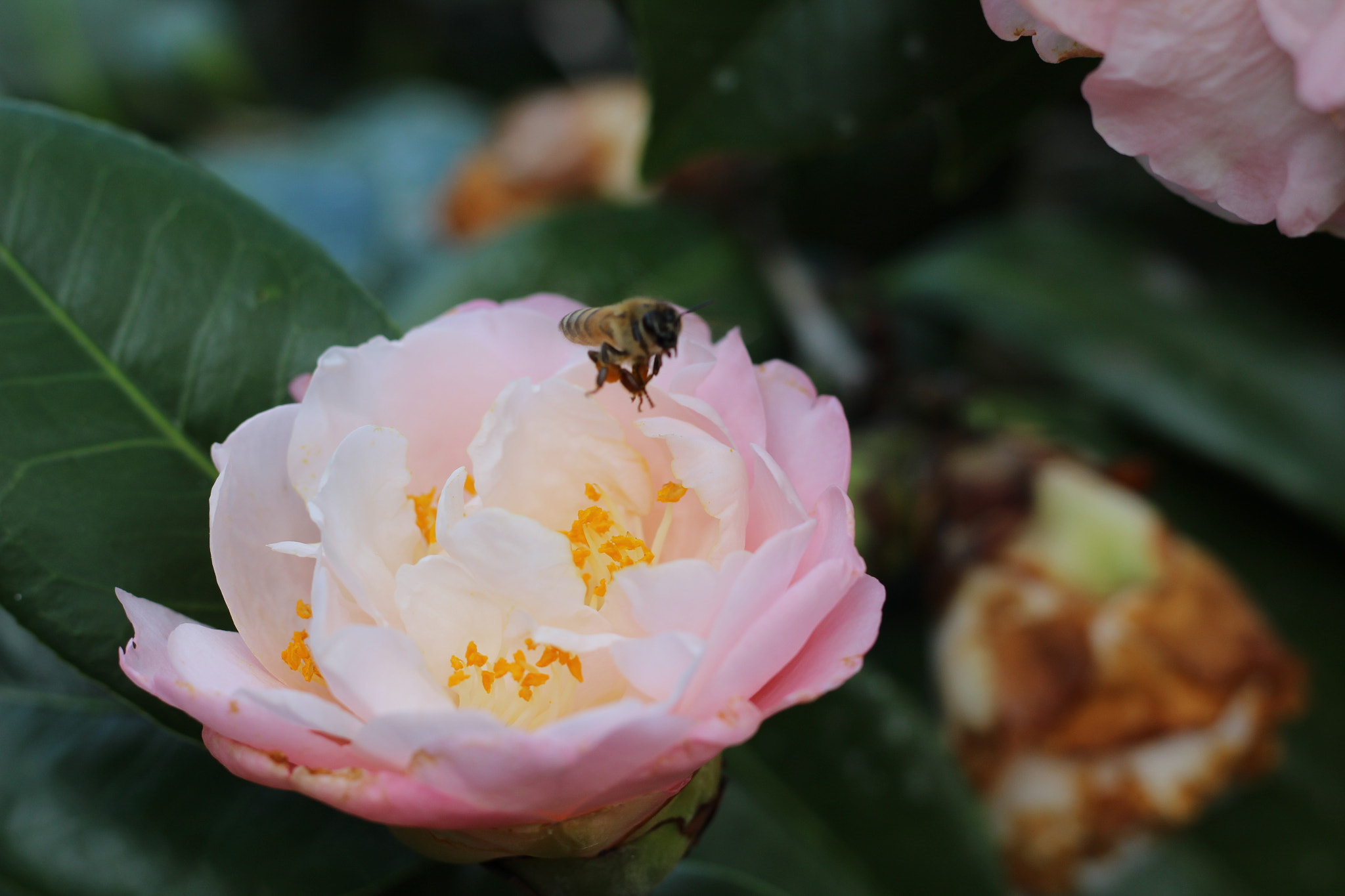 Canon EOS 1300D (EOS Rebel T6 / EOS Kiss X80) sample photo. Bok tower garden photography