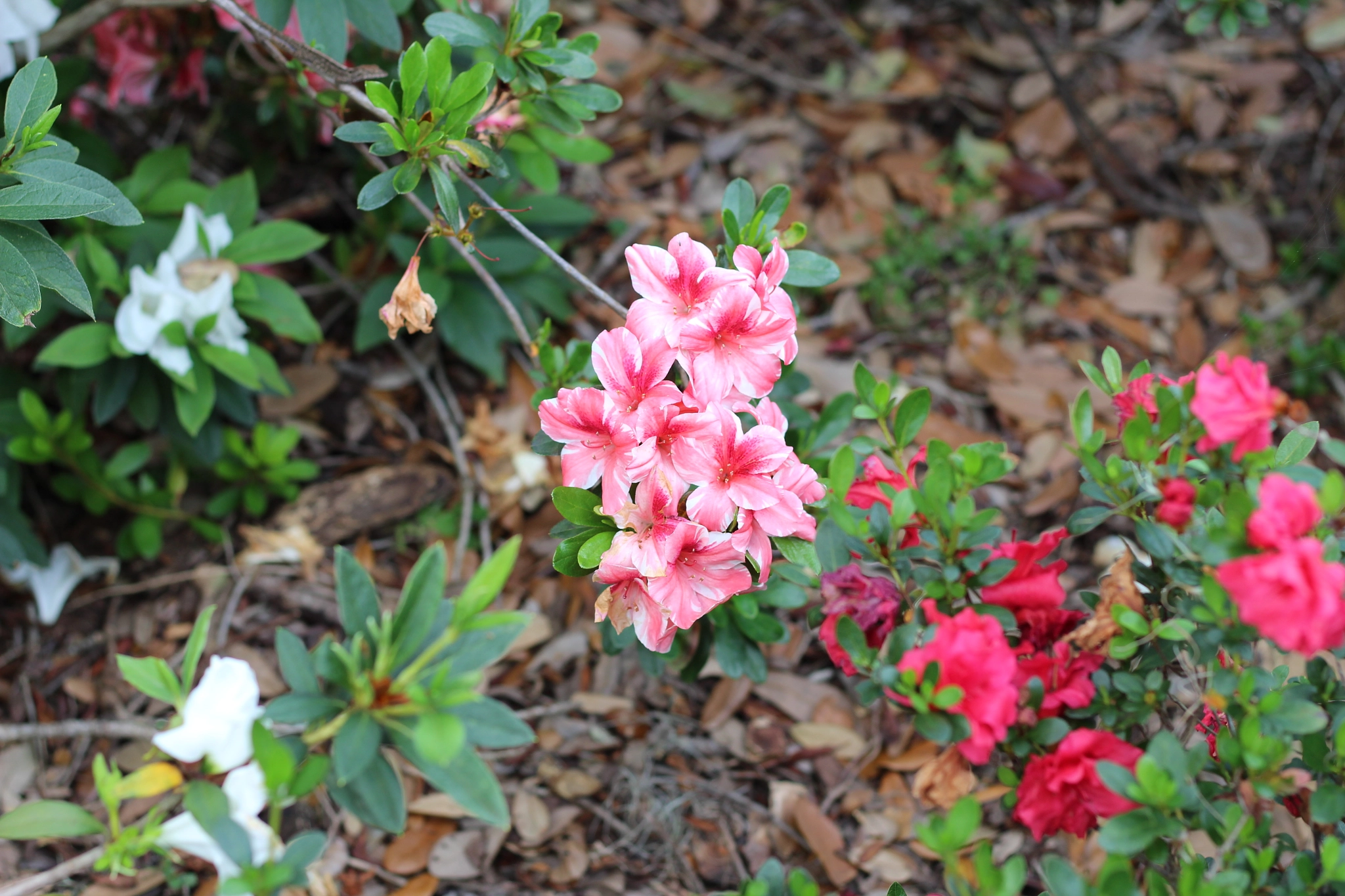 Canon EOS 1300D (EOS Rebel T6 / EOS Kiss X80) sample photo. Bok tower garden photography