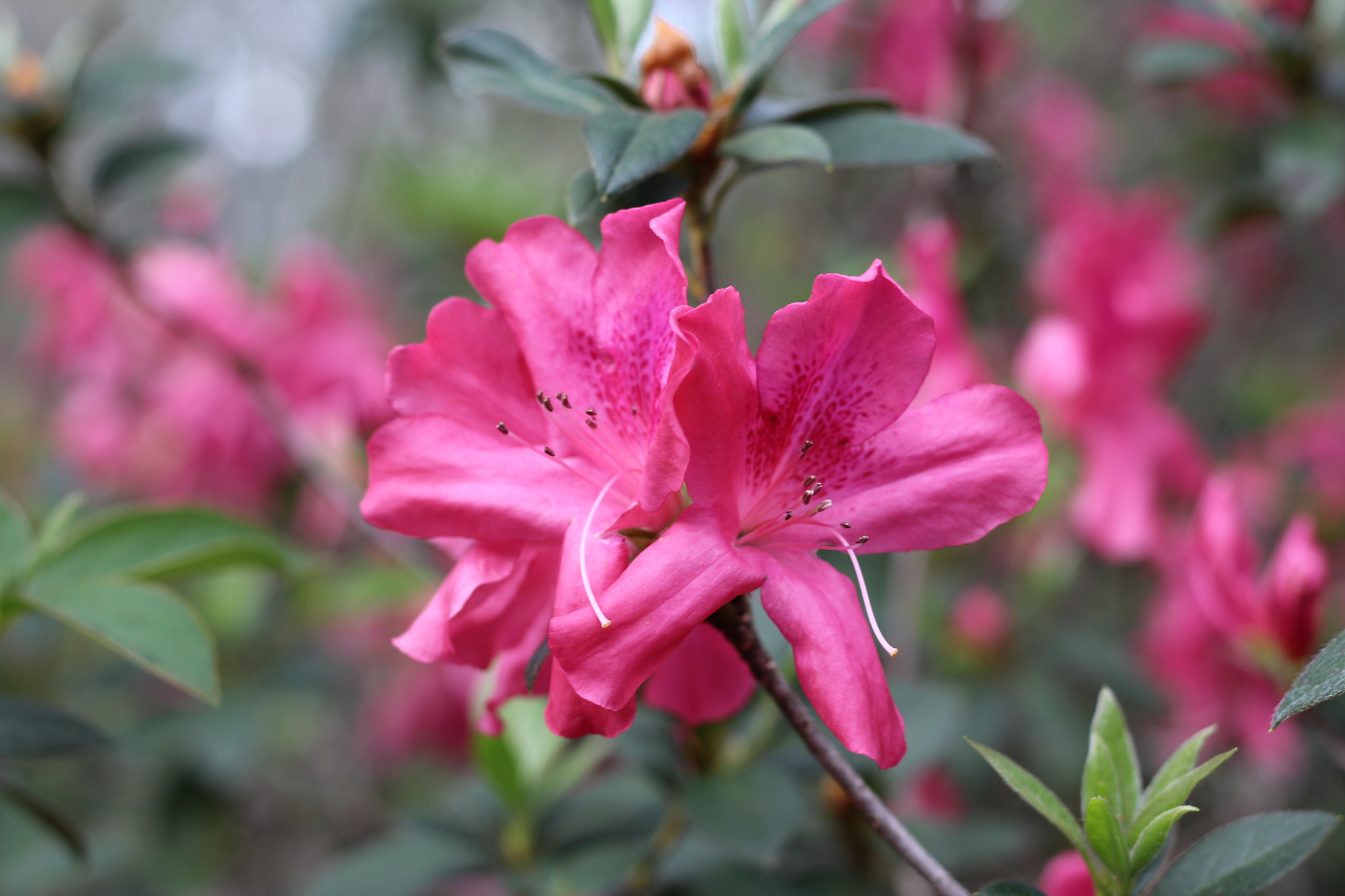 Canon EOS 1300D (EOS Rebel T6 / EOS Kiss X80) sample photo. Bok tower garden photography