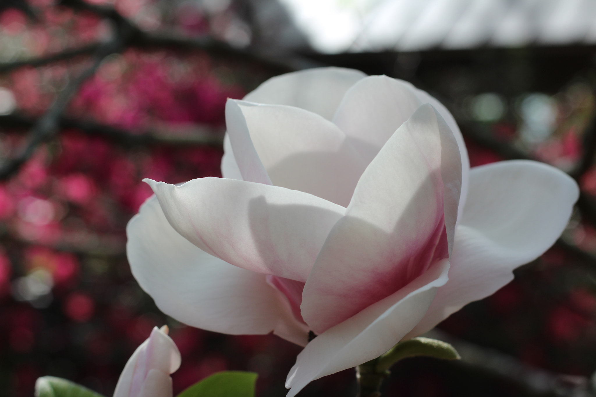 Canon EOS 1300D (EOS Rebel T6 / EOS Kiss X80) sample photo. Bok tower garden photography