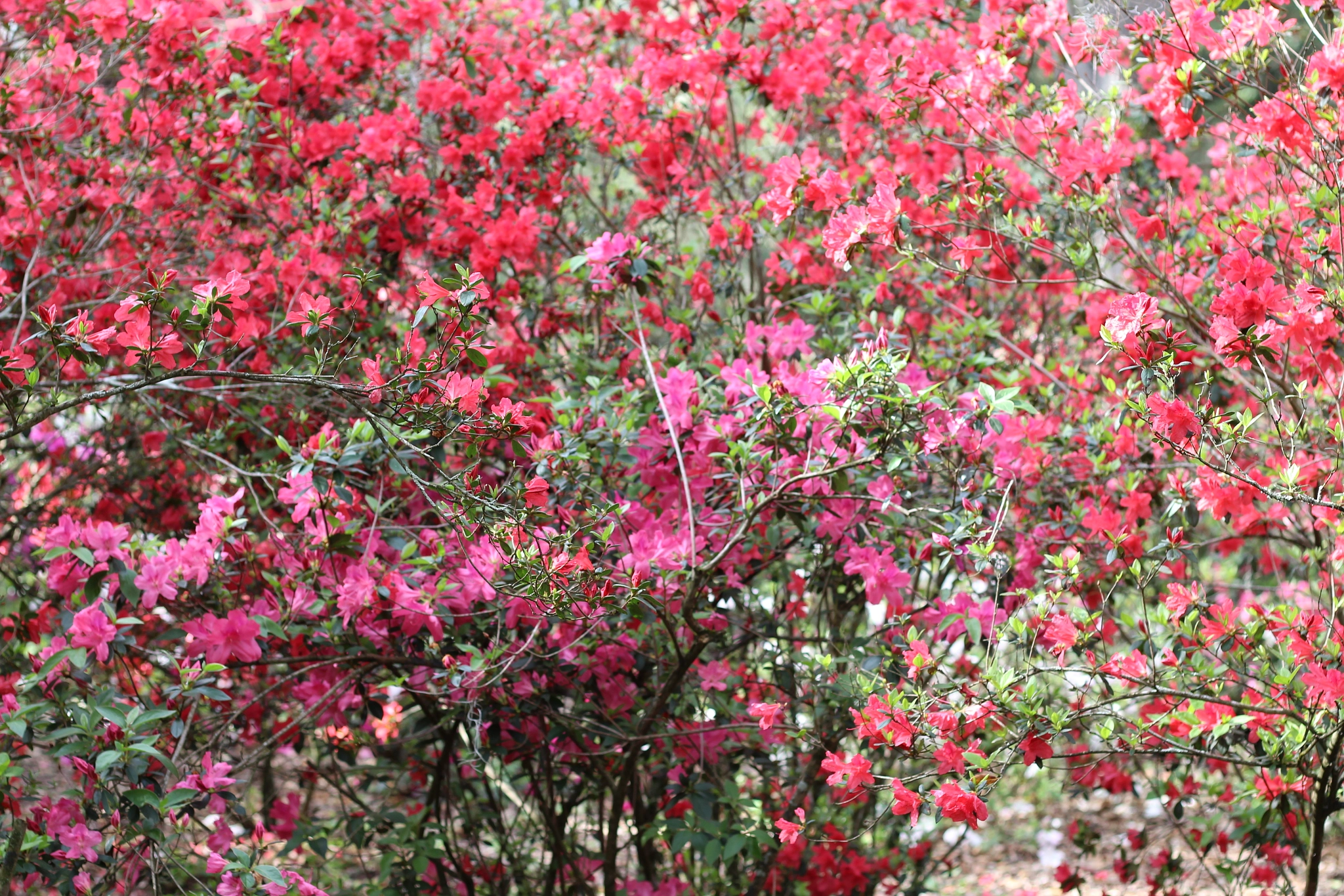 Canon EOS 1300D (EOS Rebel T6 / EOS Kiss X80) sample photo. Bok tower garden photography