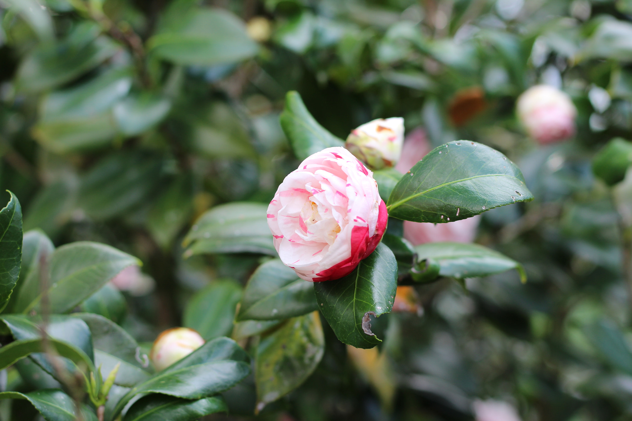 Canon EOS 1300D (EOS Rebel T6 / EOS Kiss X80) sample photo. Bok tower garden photography