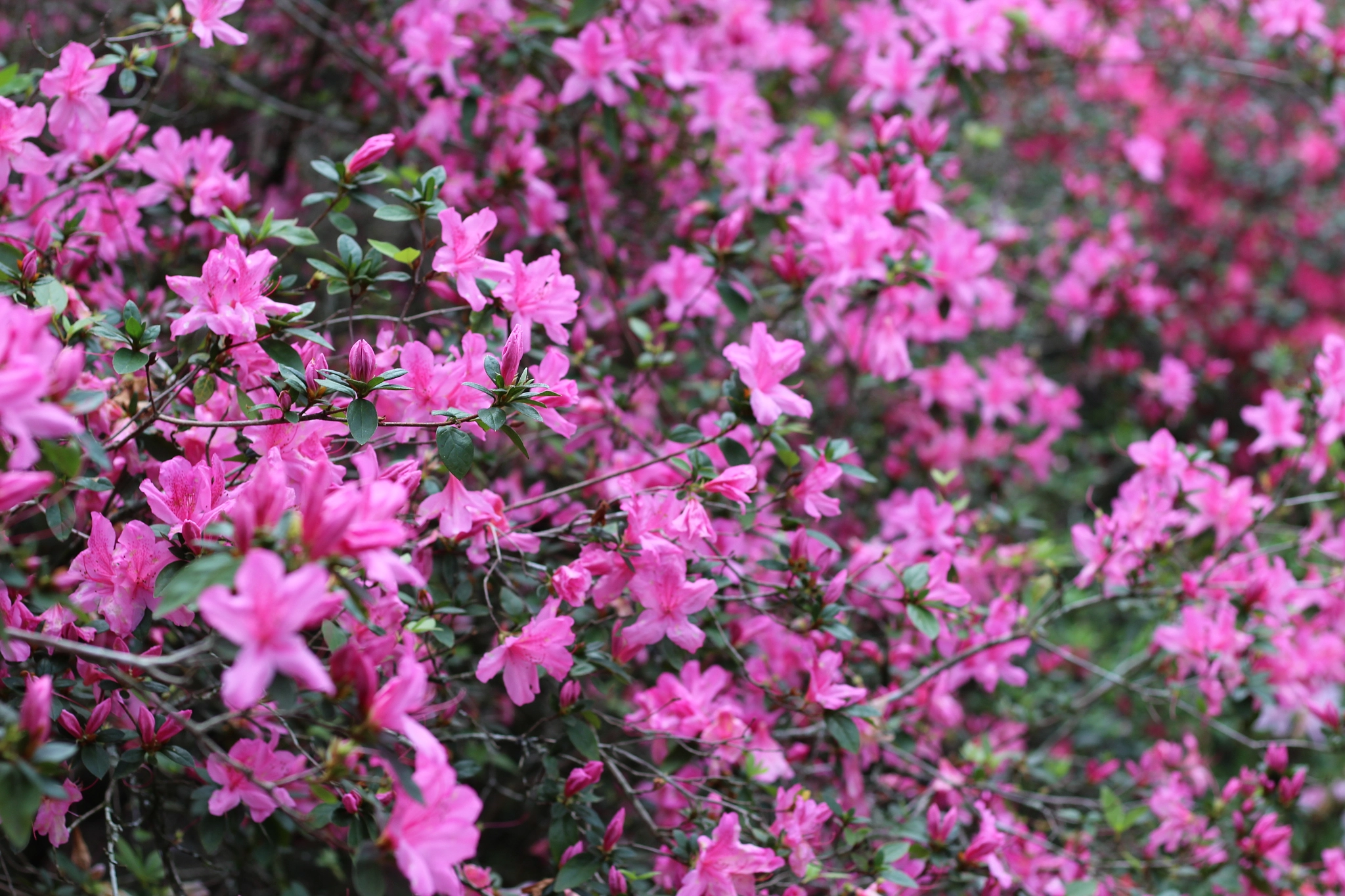 Canon EOS 1300D (EOS Rebel T6 / EOS Kiss X80) sample photo. Bok tower garden photography