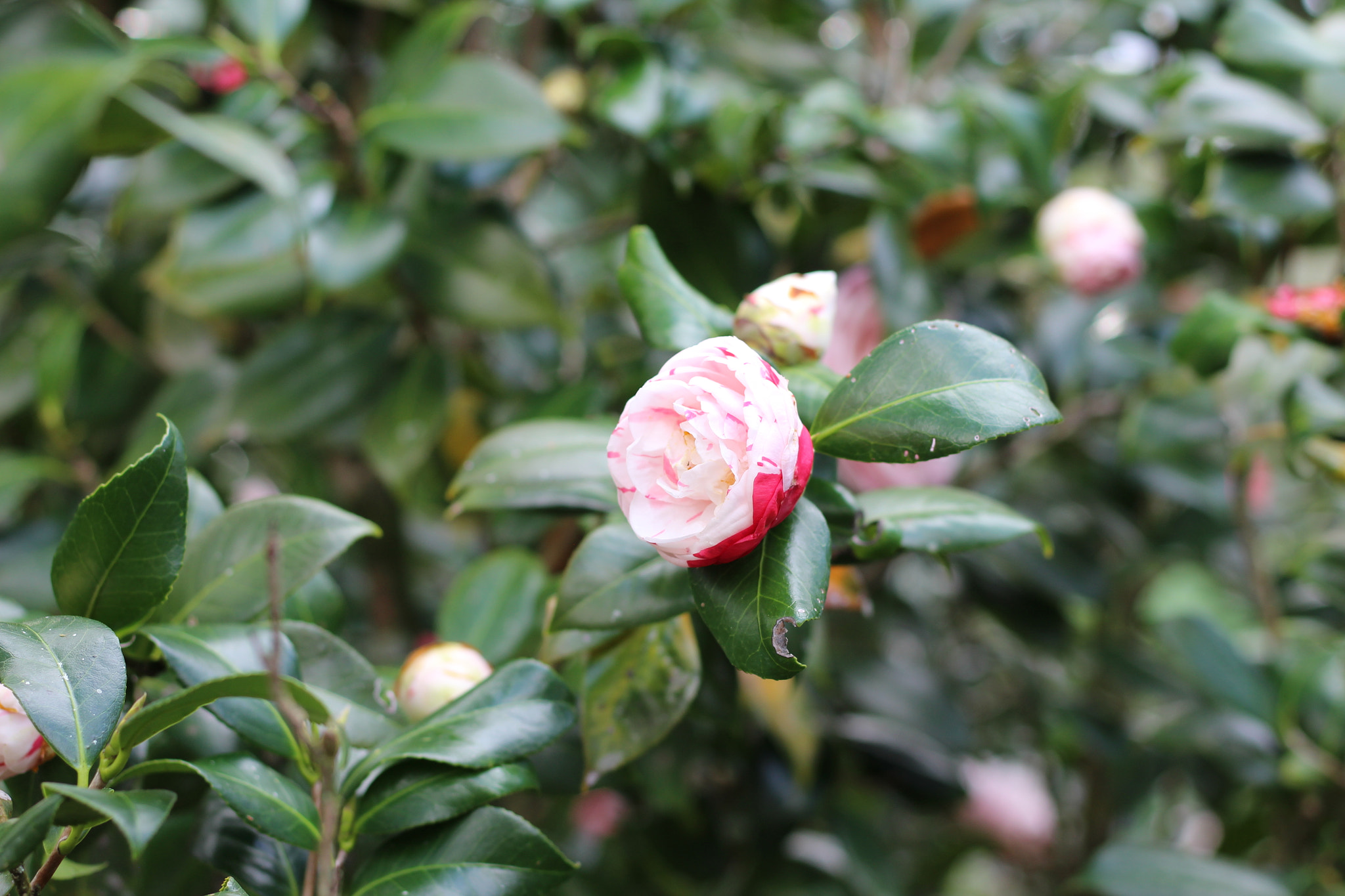Canon EOS 1300D (EOS Rebel T6 / EOS Kiss X80) sample photo. Bok tower garden photography