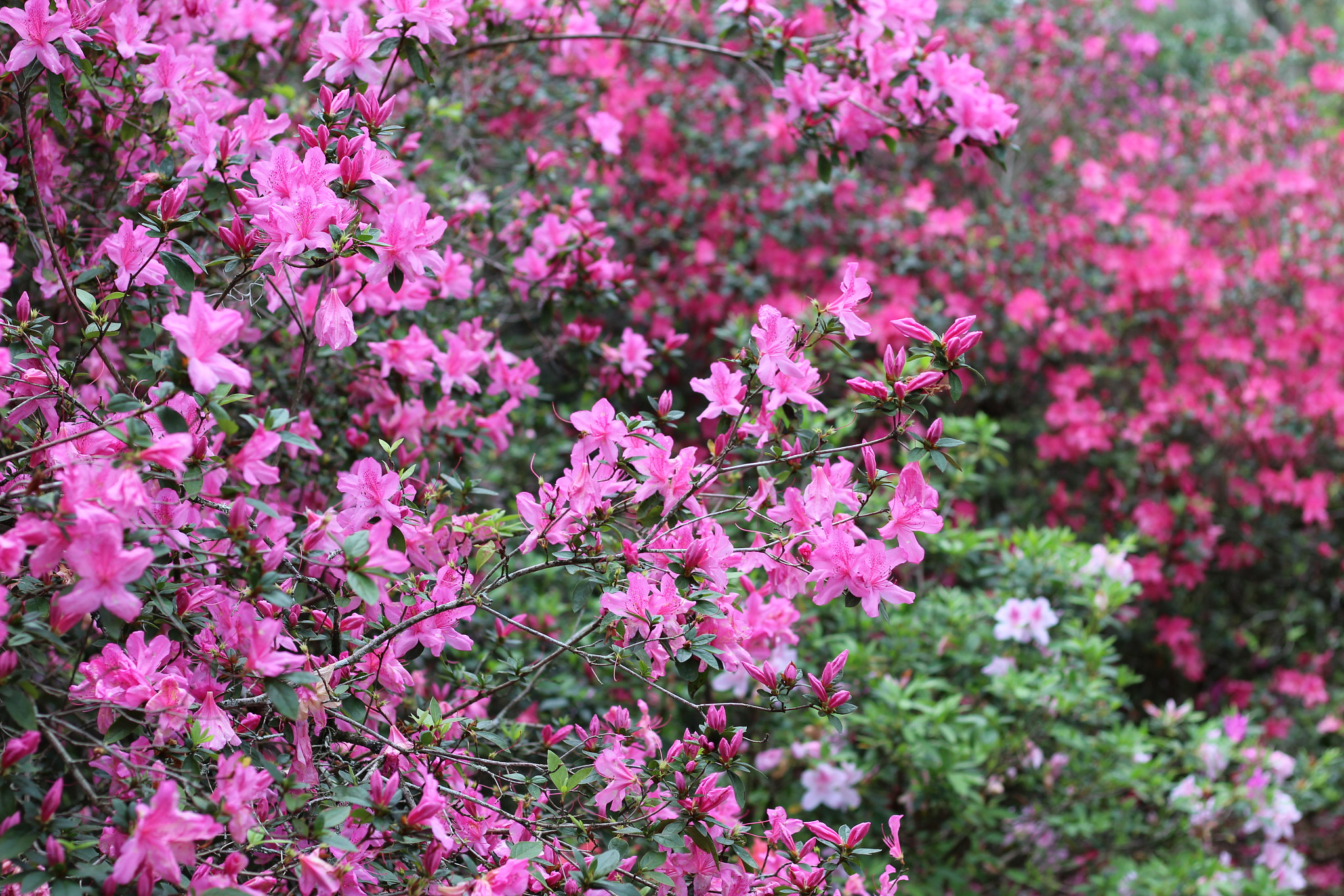 Canon EOS 1300D (EOS Rebel T6 / EOS Kiss X80) sample photo. Bok tower garden photography
