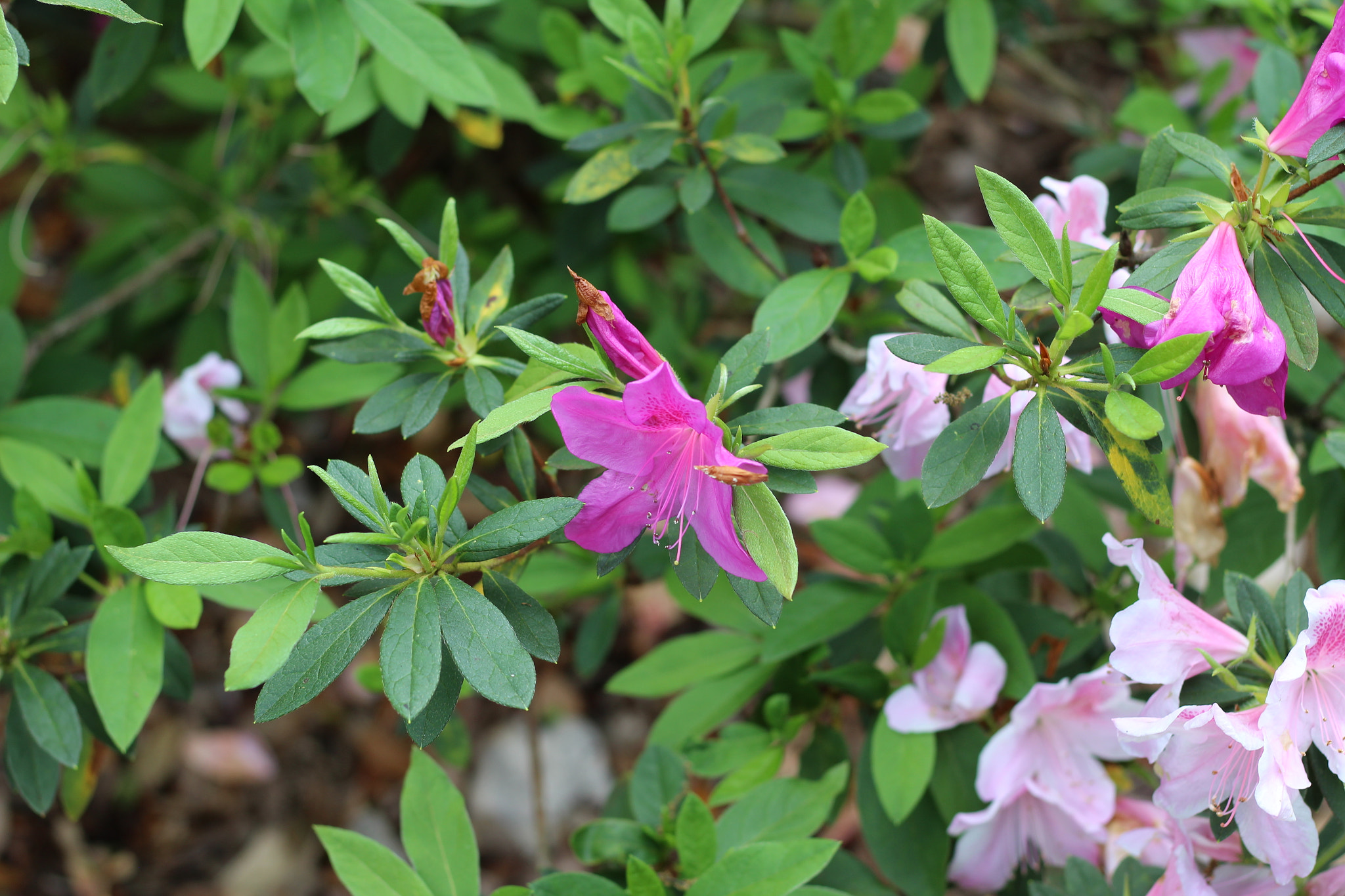 Canon EOS 1300D (EOS Rebel T6 / EOS Kiss X80) sample photo. Bok tower garden photography