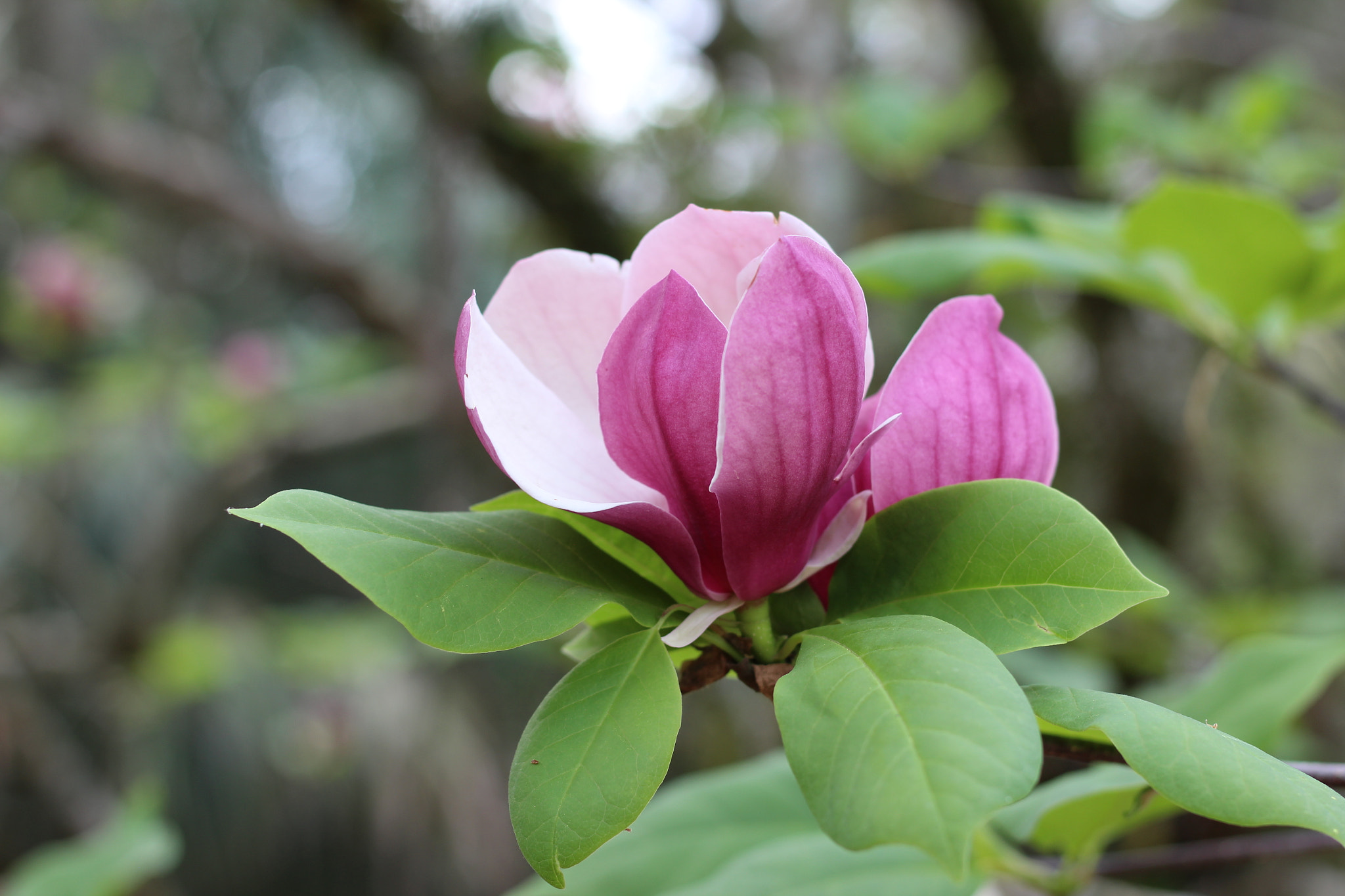 Canon EOS 1300D (EOS Rebel T6 / EOS Kiss X80) sample photo. Bok tower garden photography
