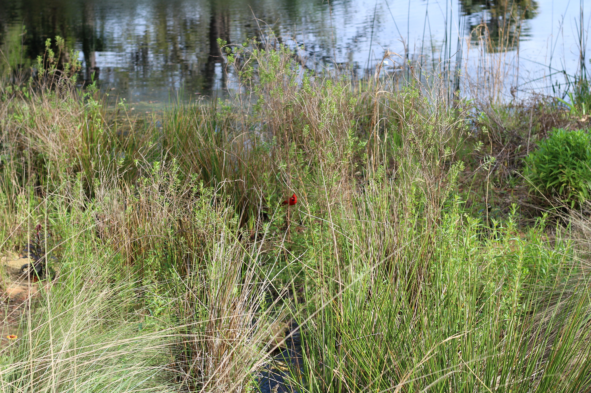Canon EOS 1300D (EOS Rebel T6 / EOS Kiss X80) sample photo. Bok tower garden photography