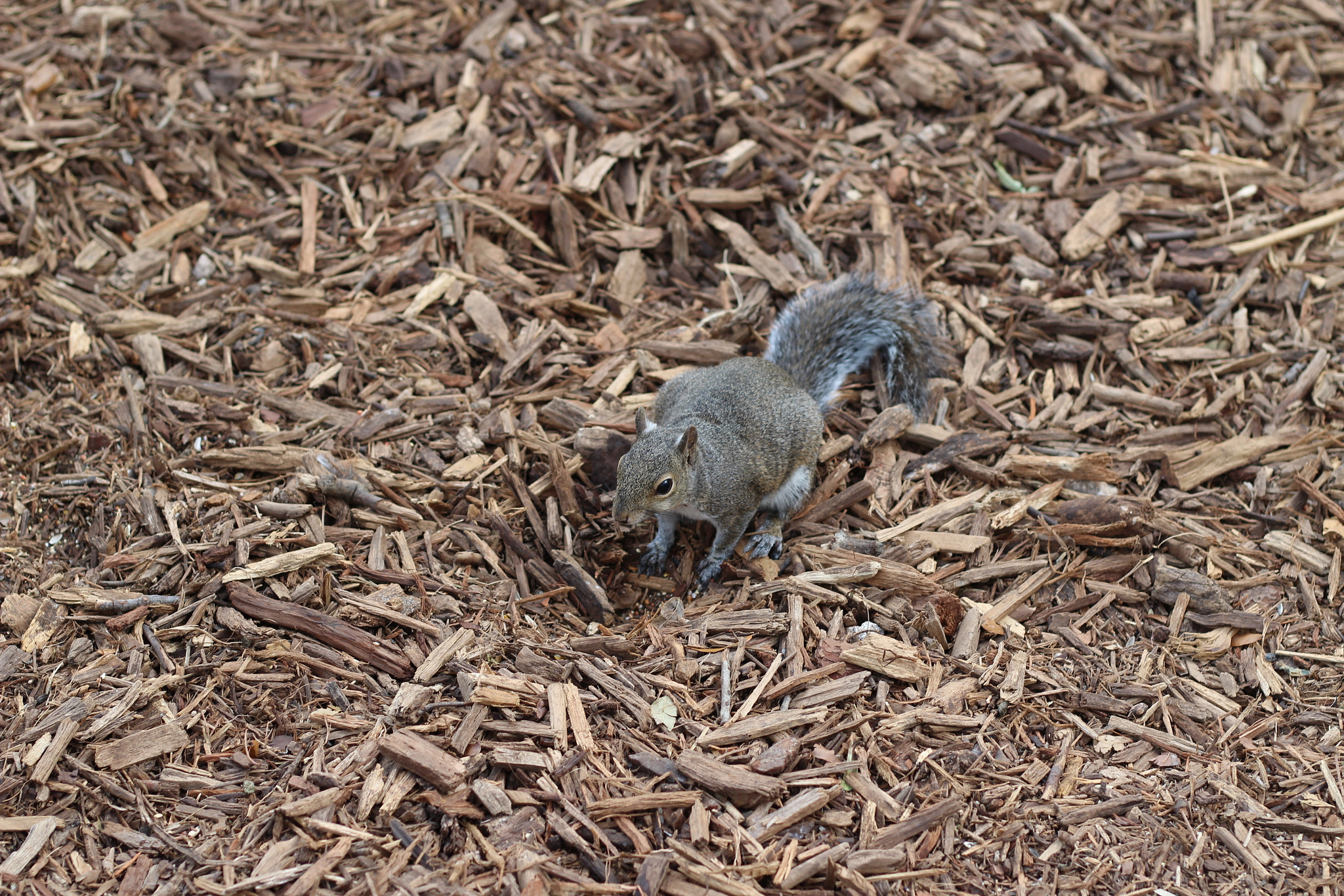 Canon EOS 1300D (EOS Rebel T6 / EOS Kiss X80) sample photo. Bok tower garden photography