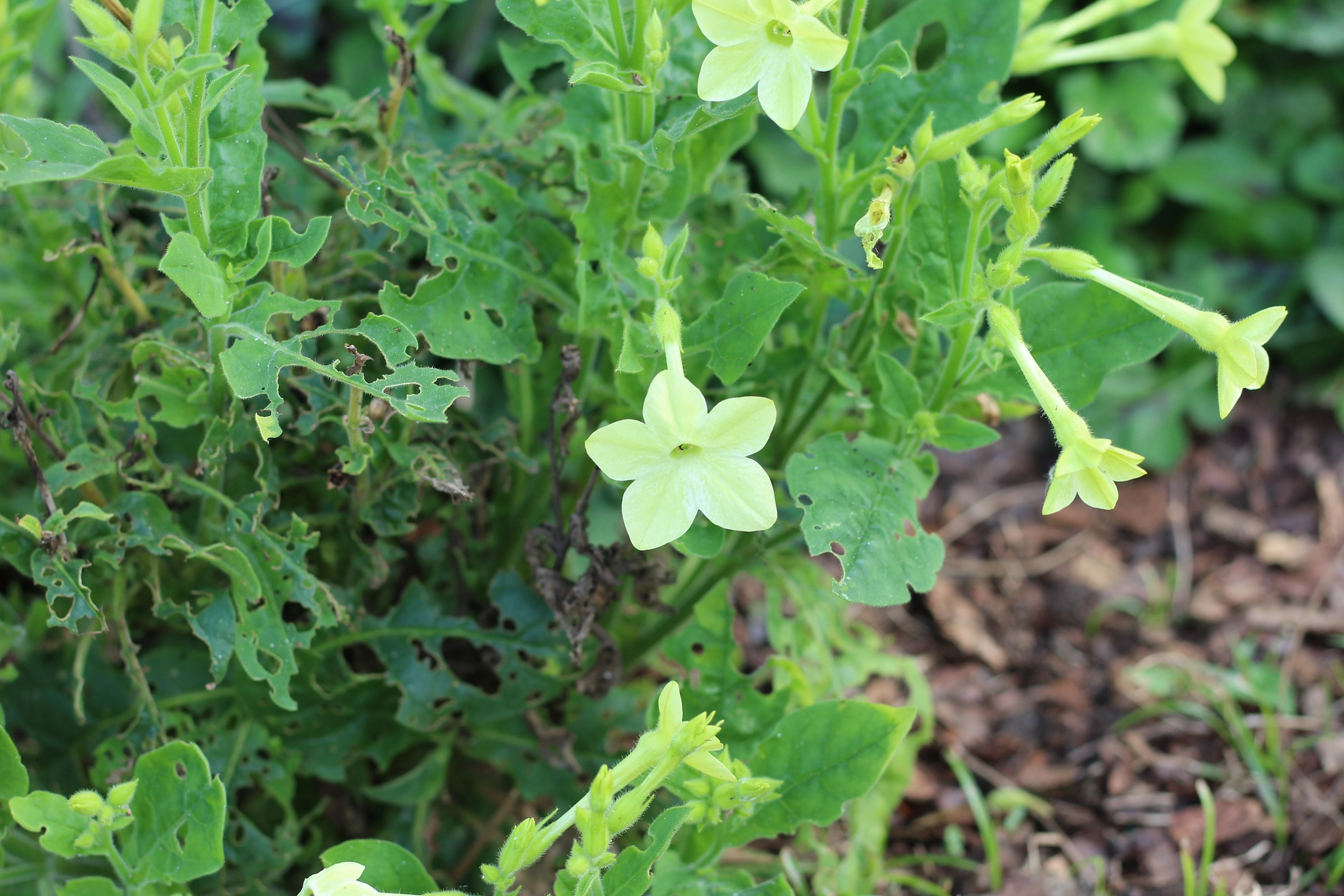 Canon EOS 1300D (EOS Rebel T6 / EOS Kiss X80) sample photo. Bok tower garden photography