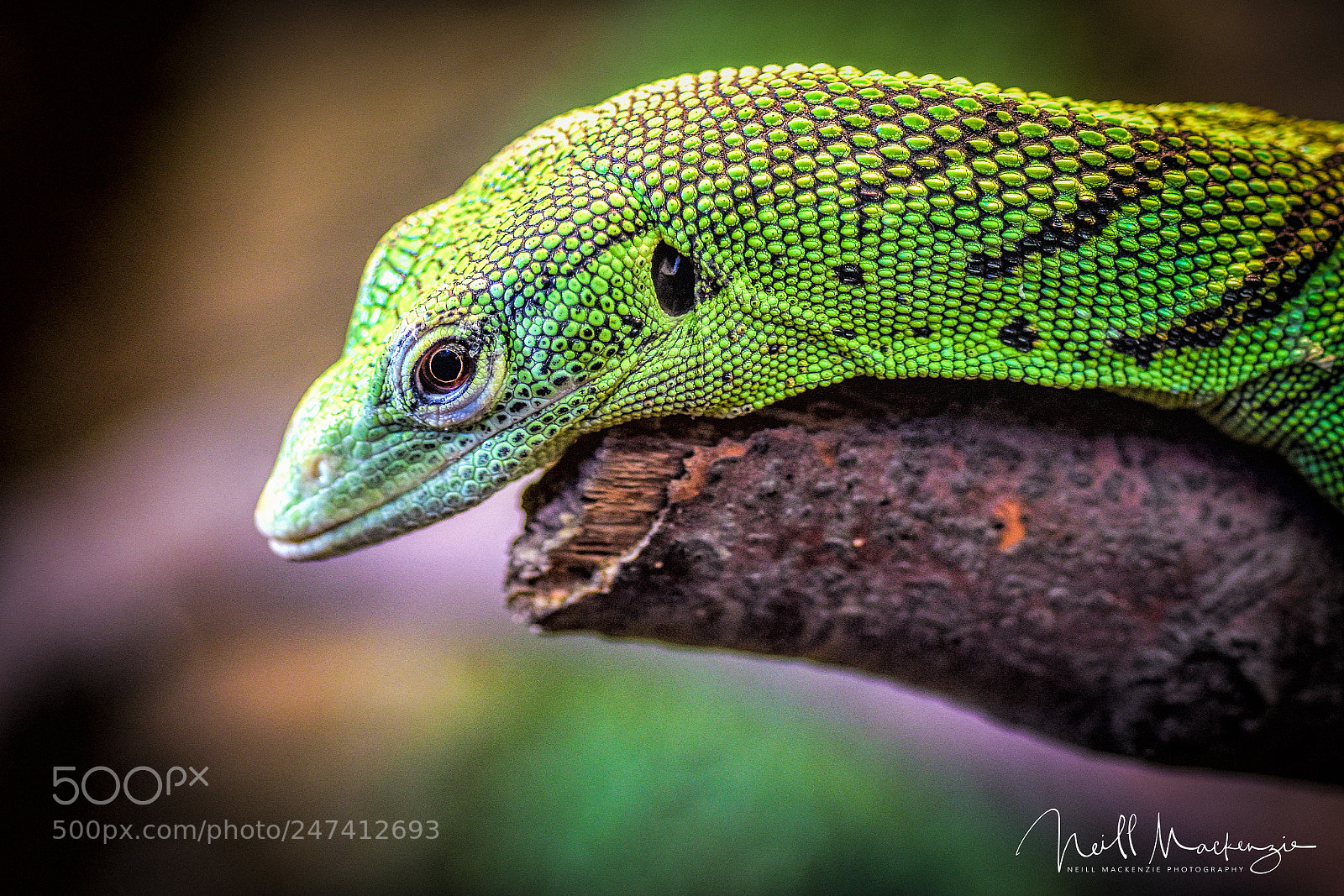 Nikon D7200 sample photo. Lizard photography