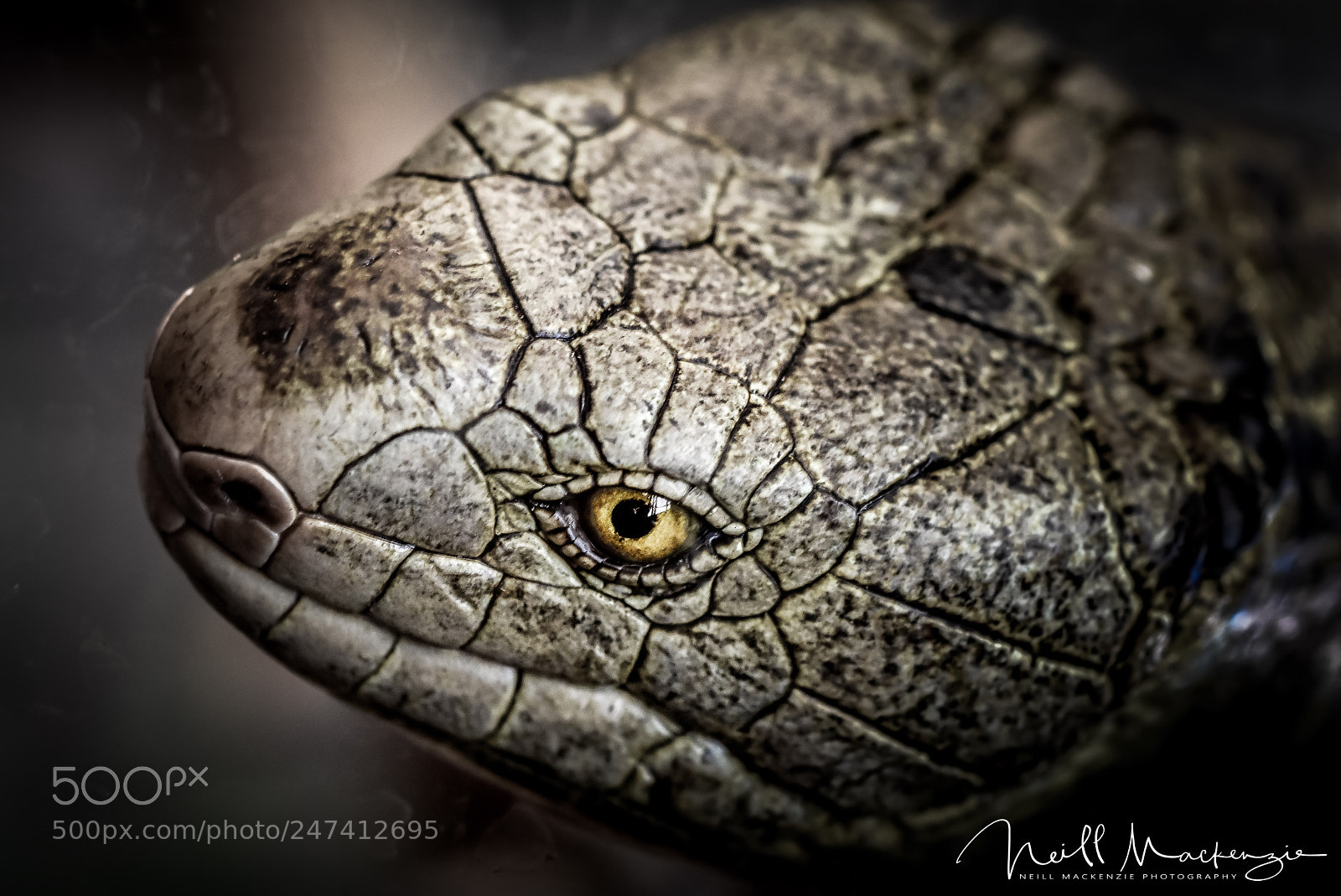 Nikon D7200 sample photo. Lizard photography