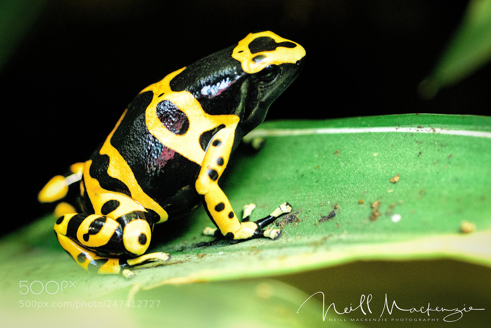 Nikon D7200 sample photo. Yellow tree frog photography