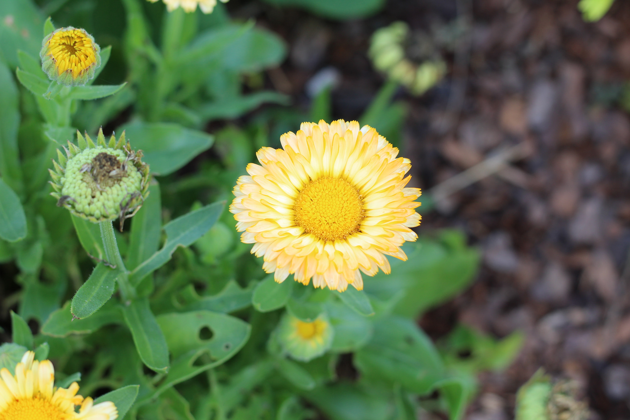 Canon EOS 1300D (EOS Rebel T6 / EOS Kiss X80) sample photo. Bok tower garden photography