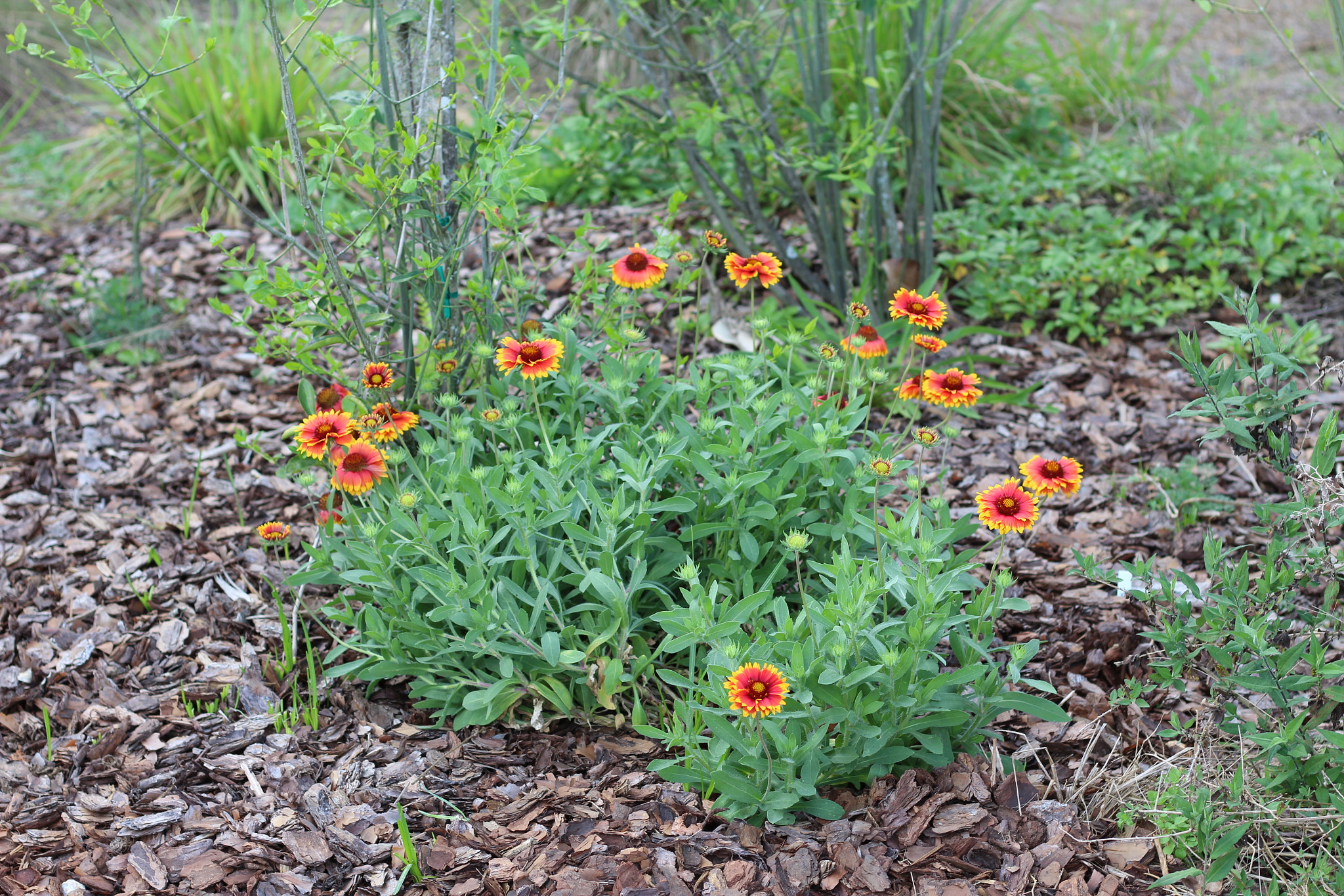 Canon EOS 1300D (EOS Rebel T6 / EOS Kiss X80) sample photo. Bok tower garden photography