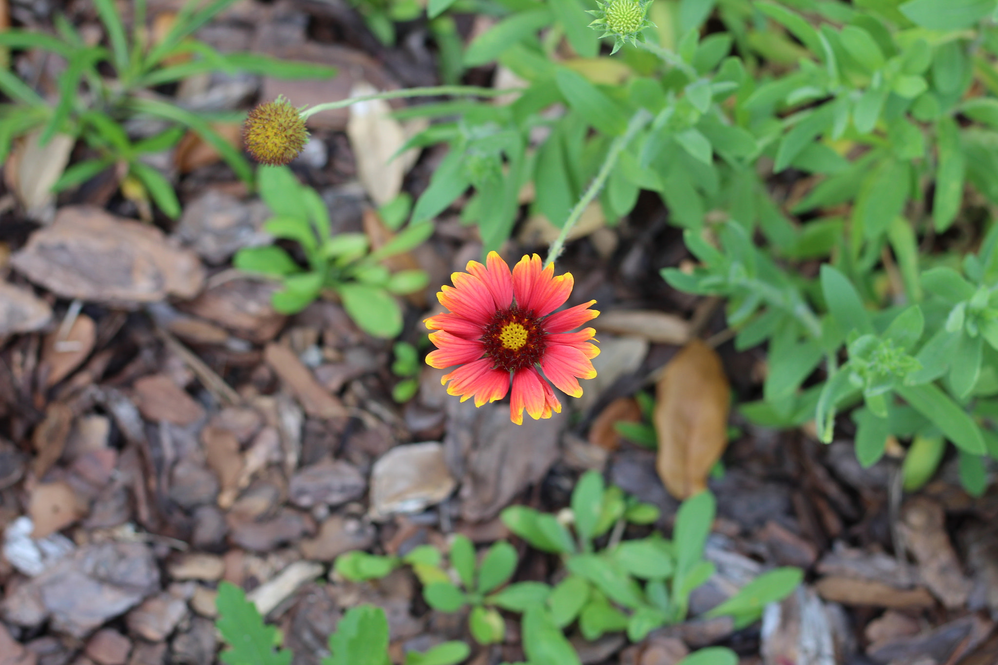 Canon EOS 1300D (EOS Rebel T6 / EOS Kiss X80) sample photo. Bok tower garden photography