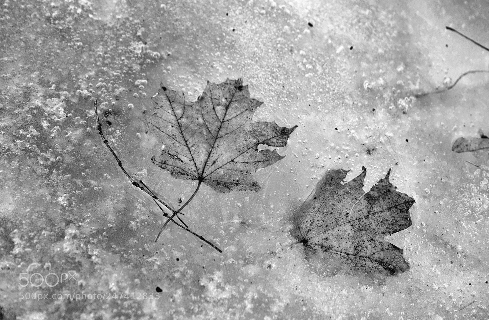Nikon D610 sample photo. Lol-life of leaf photography