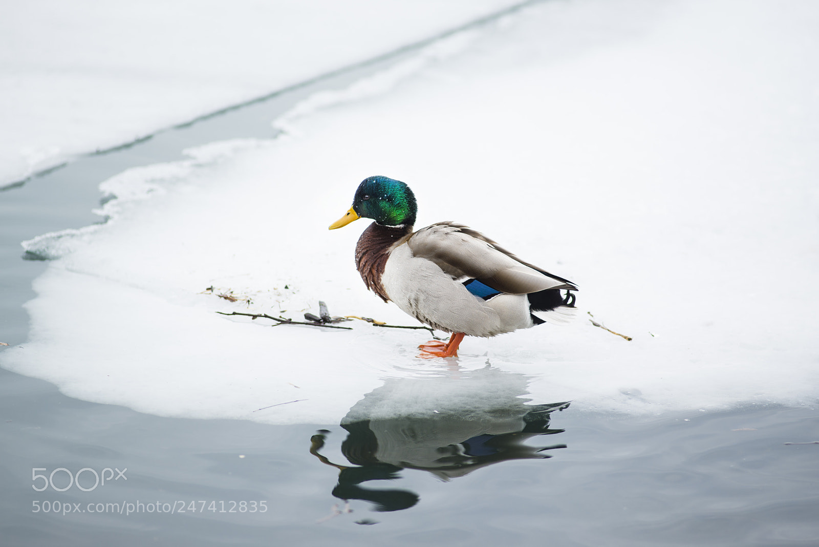Nikon D610 sample photo. Pretty duck photography