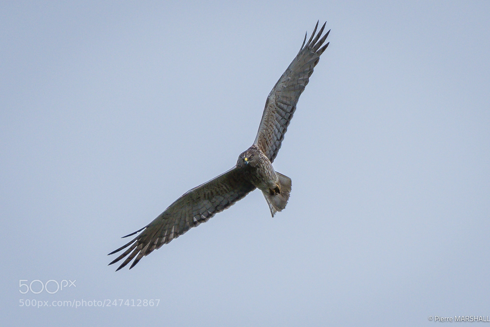 Nikon D500 sample photo. Swamp harrier new zealand photography