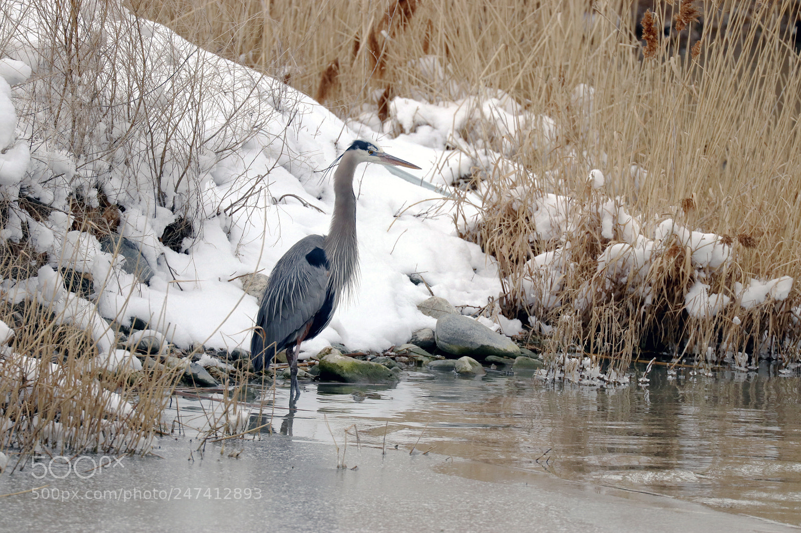 Canon EOS 80D sample photo. Great blue heron photography