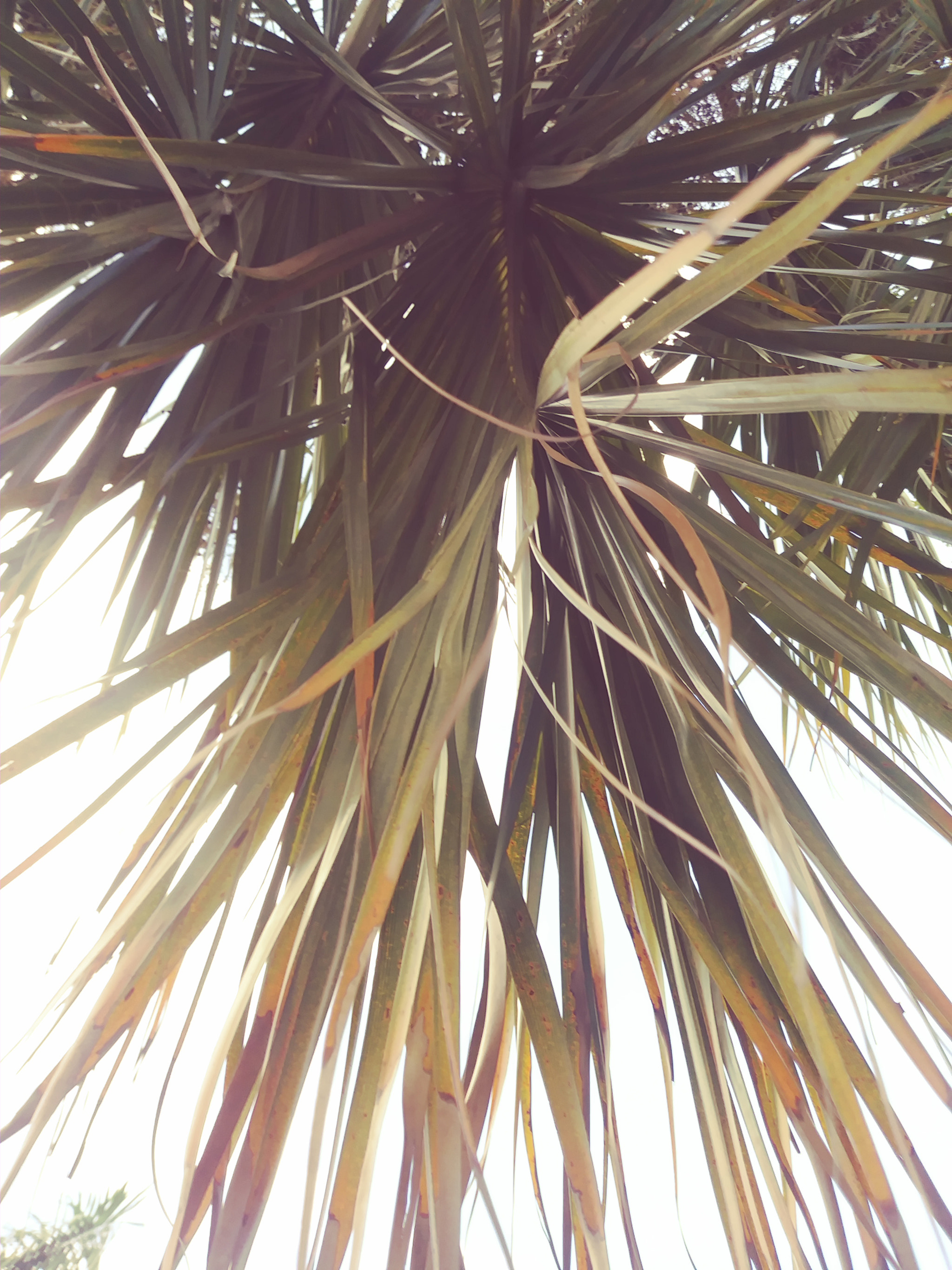 LG STYLO 3 PLUS sample photo. Palm tree photography
