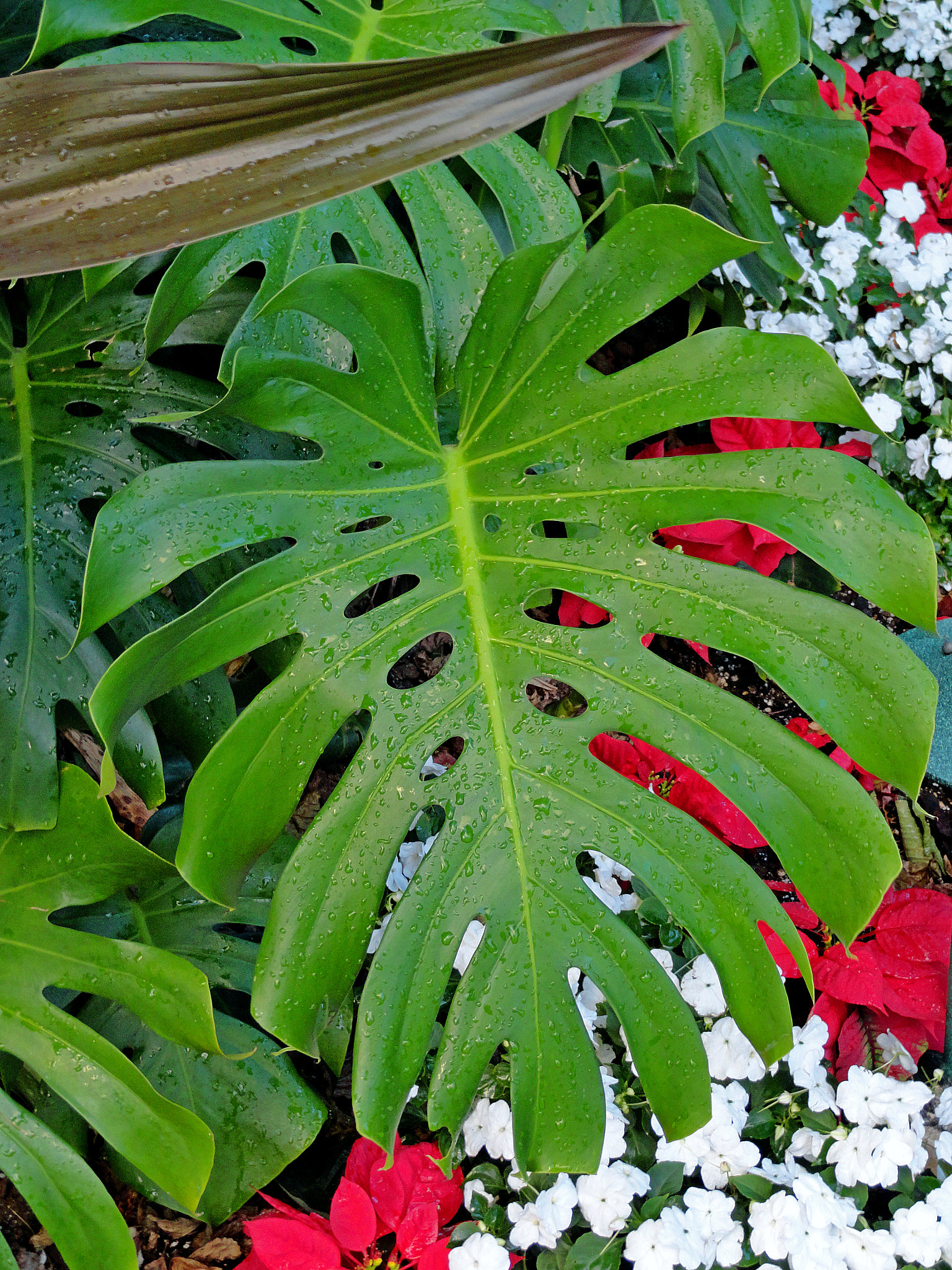 Sony Cyber-shot DSC-H70 sample photo. Waikiki split leaf photography