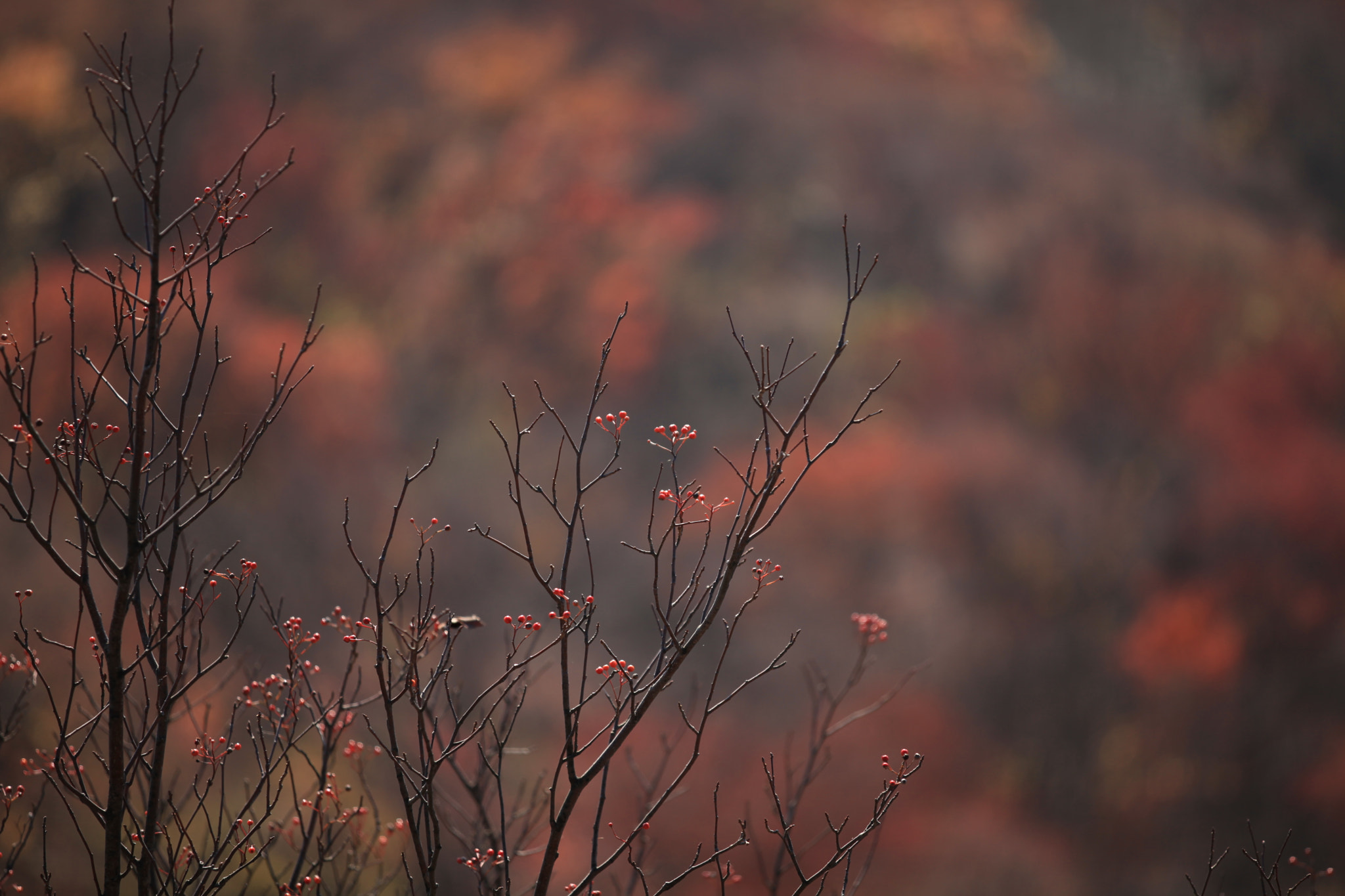 Canon EF 70-200mm F2.8L IS II USM sample photo