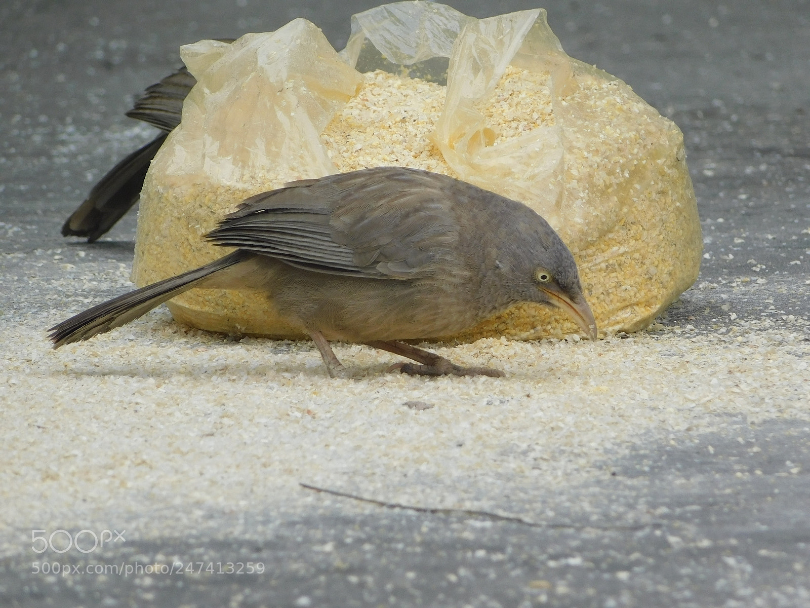 Nikon Coolpix B500 sample photo. Babbler bird in nature. photography