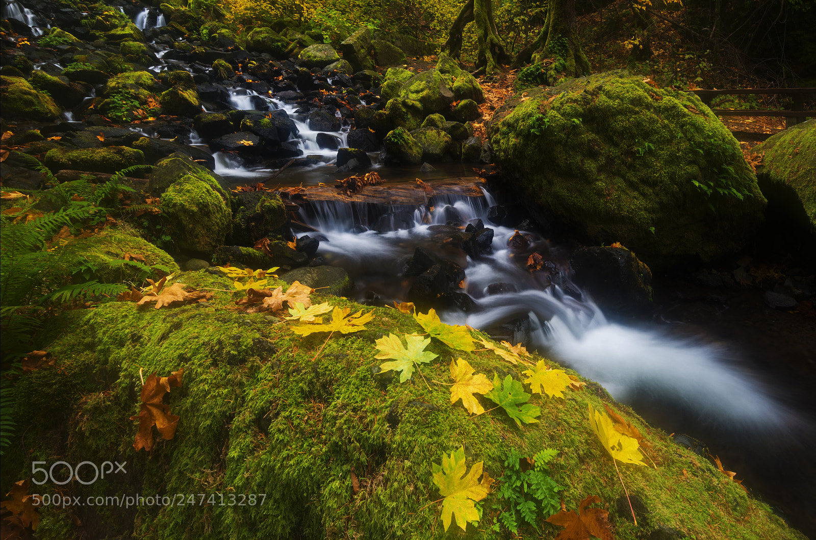 Nikon D800 sample photo. Dividing the forest photography