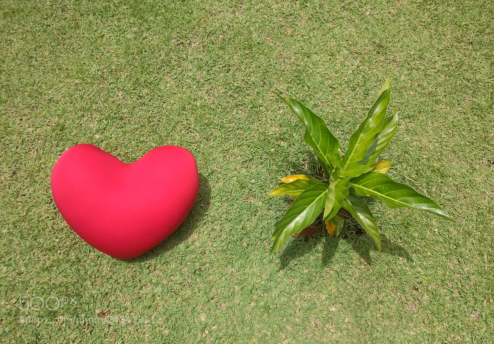 Motorola Moto G (4) sample photo. Love green photography