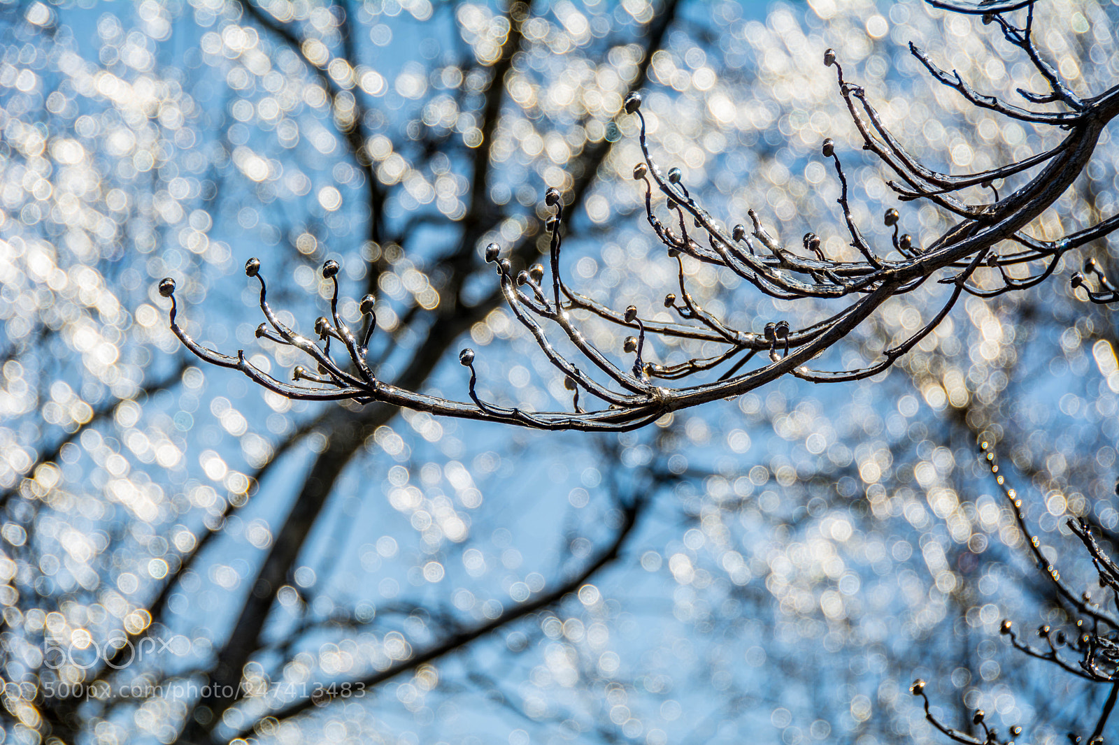 Nikon D7100 sample photo. Winter photography