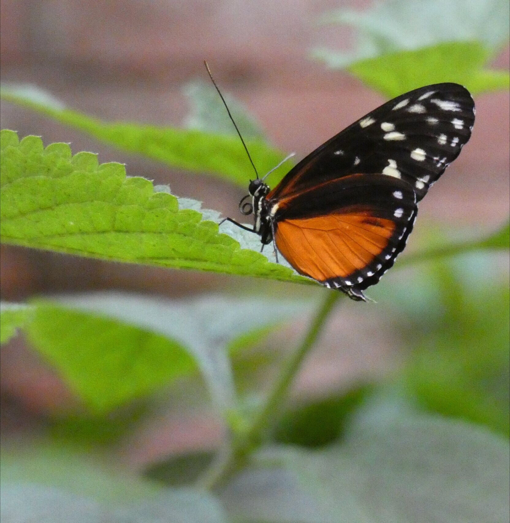 Panasonic DC-FZ80 sample photo. Butterfly photography